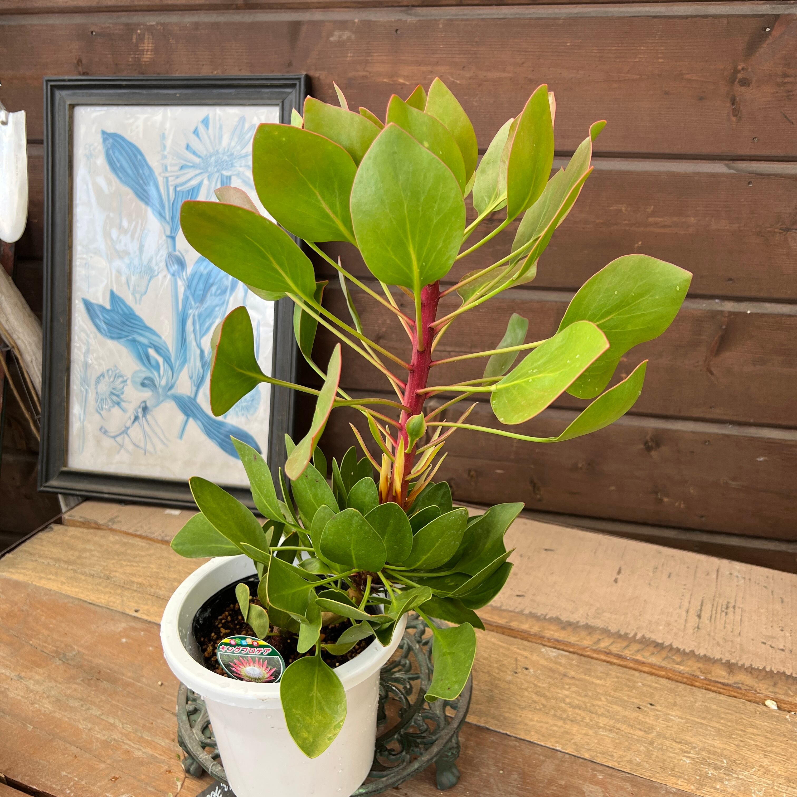 プロテア ピクシー② | 沼ノ上農園