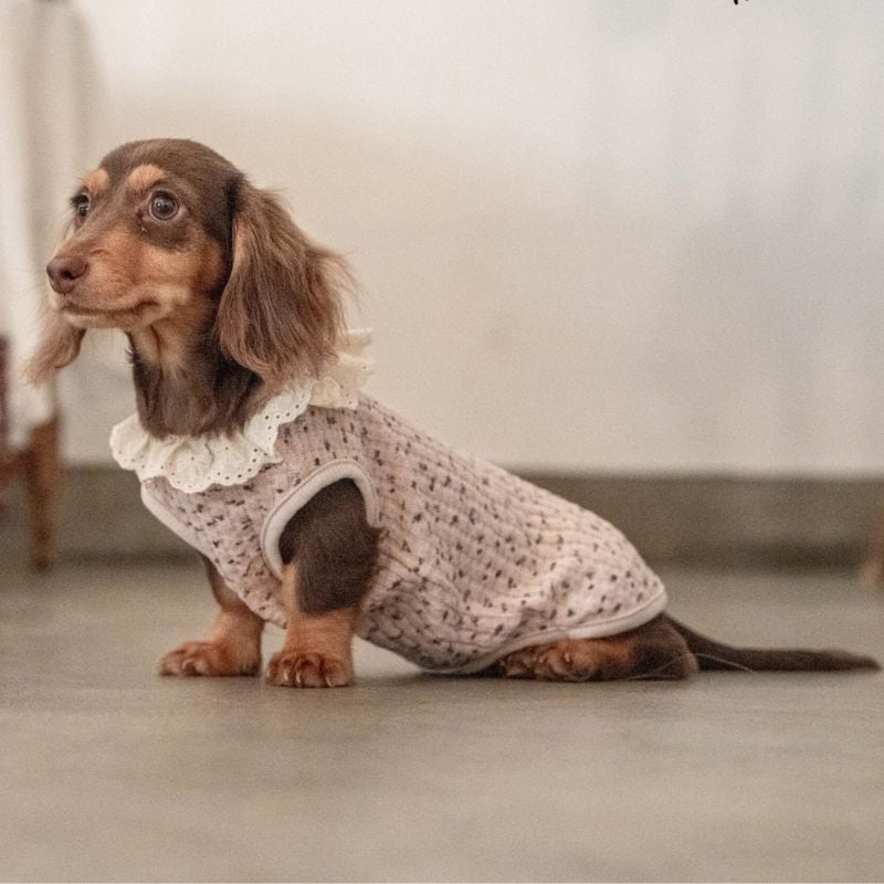【予約】ダックス用レース襟のトップス 犬服 01346
