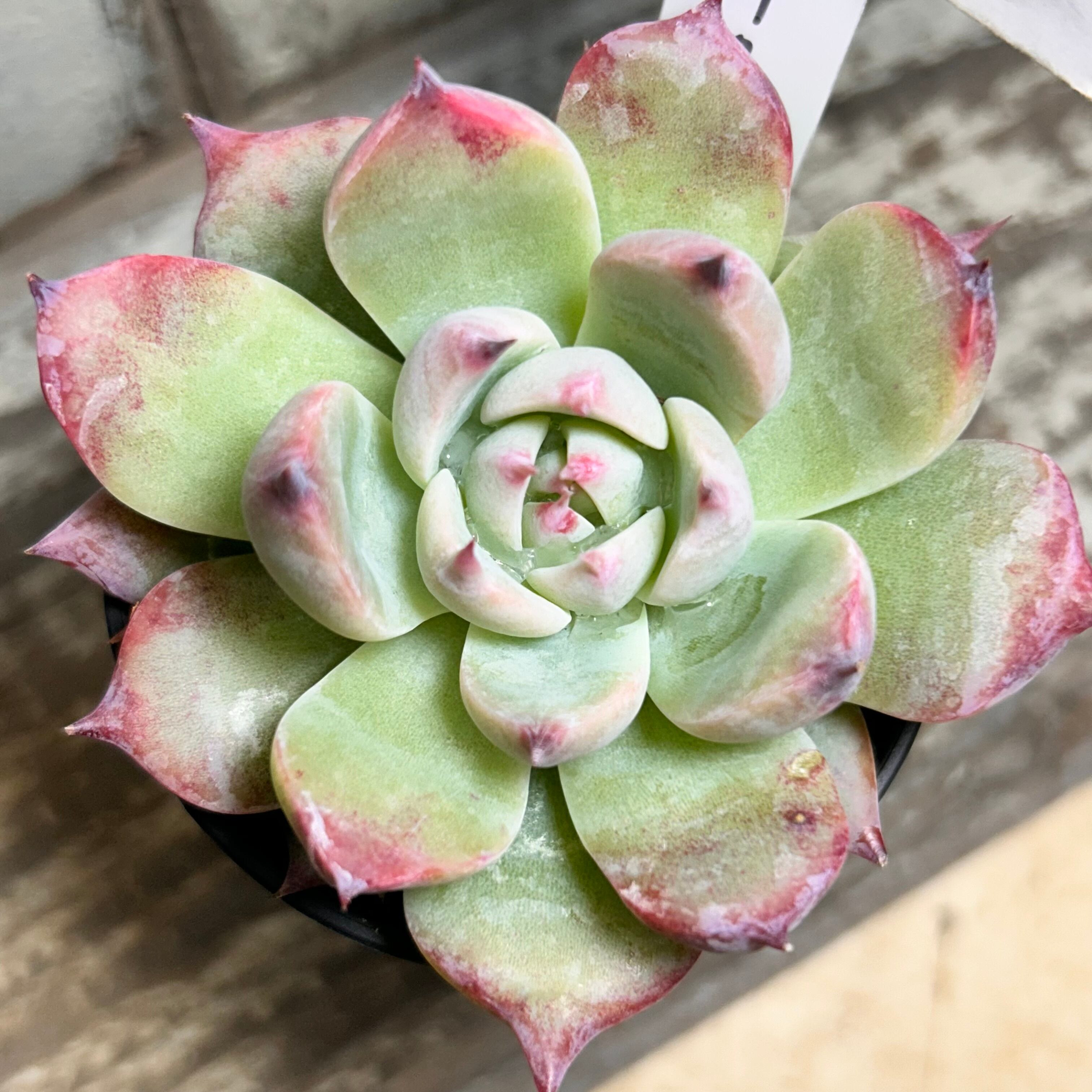 27#多肉植物 アエオニウム ❤️小葉香炉皿法師セッカ❤️15cm!拔 27#多肉植物 アエオニウム ❤️小葉香炉皿法師セッカ❤️15cm!拔
