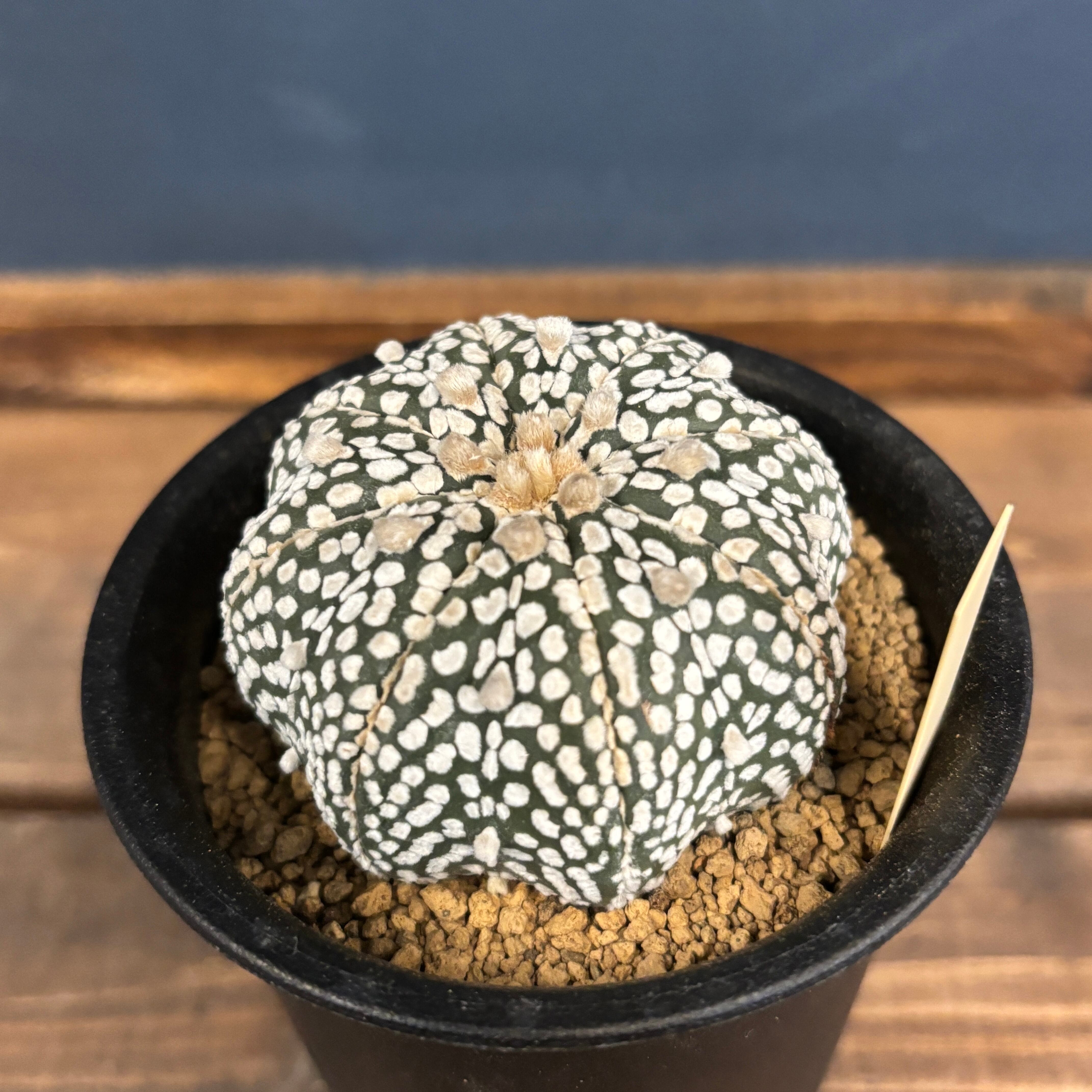 サボテンスーパー兜ハイブリッド　アロータイプ 実生苗 サボテンスーパー兜ハイブリッド アロータイプ 実生苗 C99957451