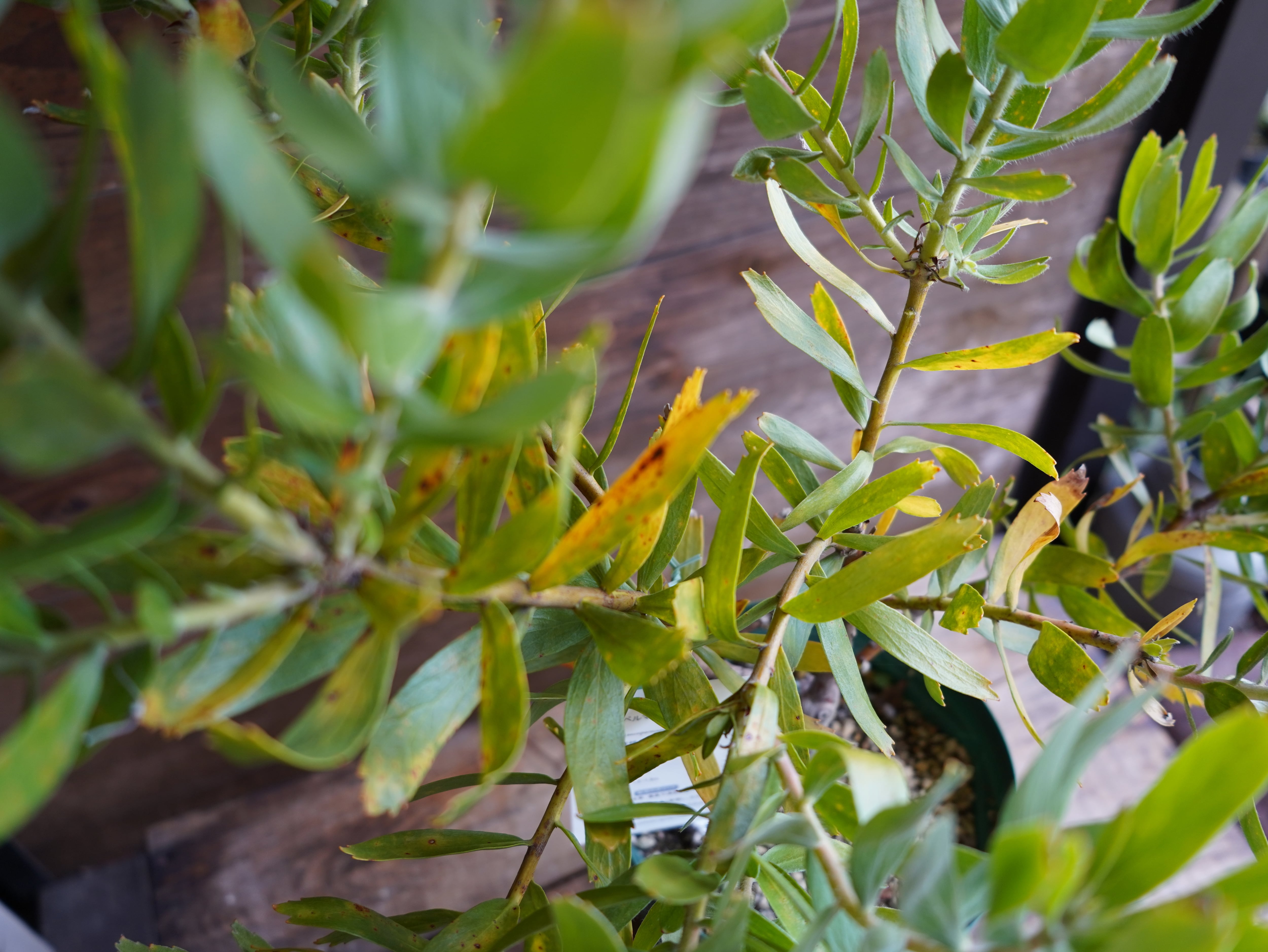 【現物】リューコスペルマム "スカーレットリボン"　C