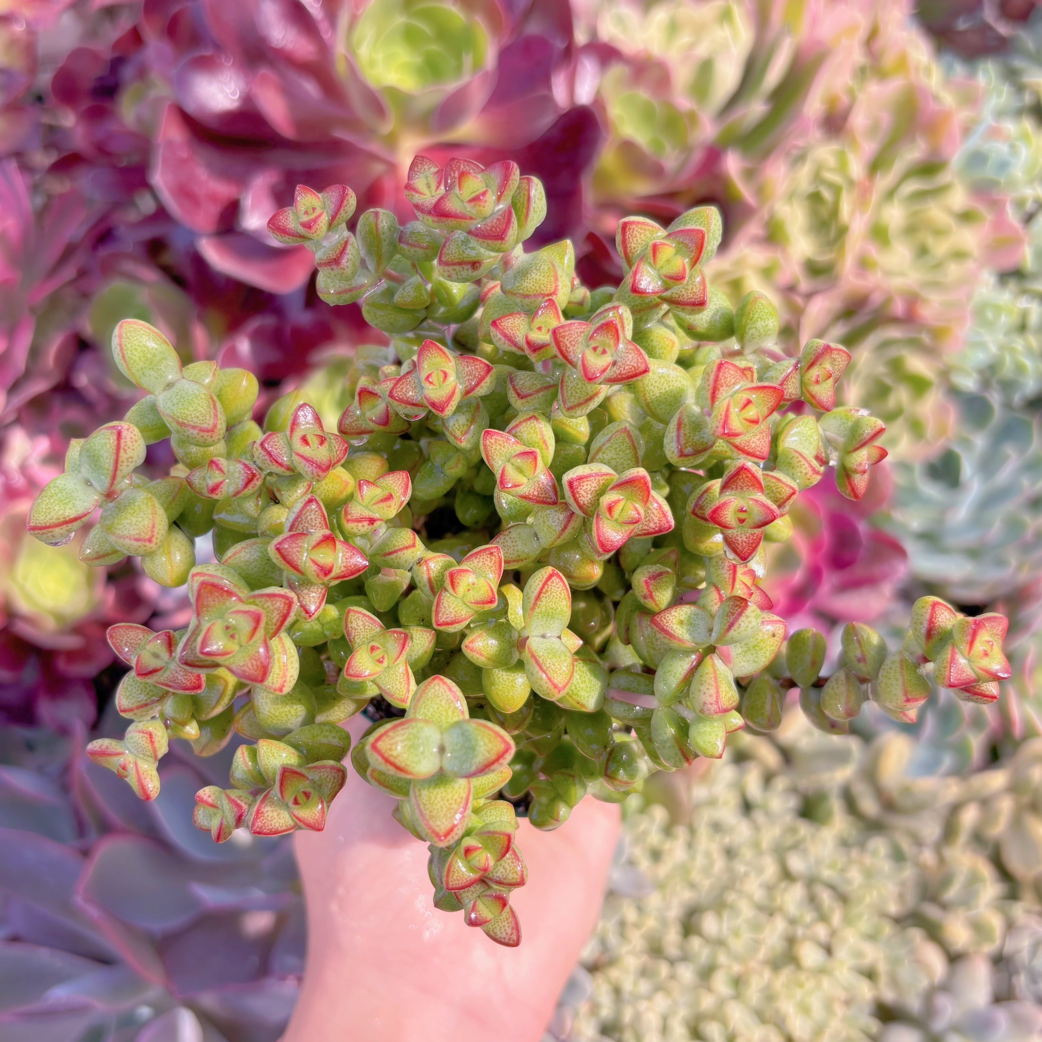 現品　ラブハート#565　るる農園