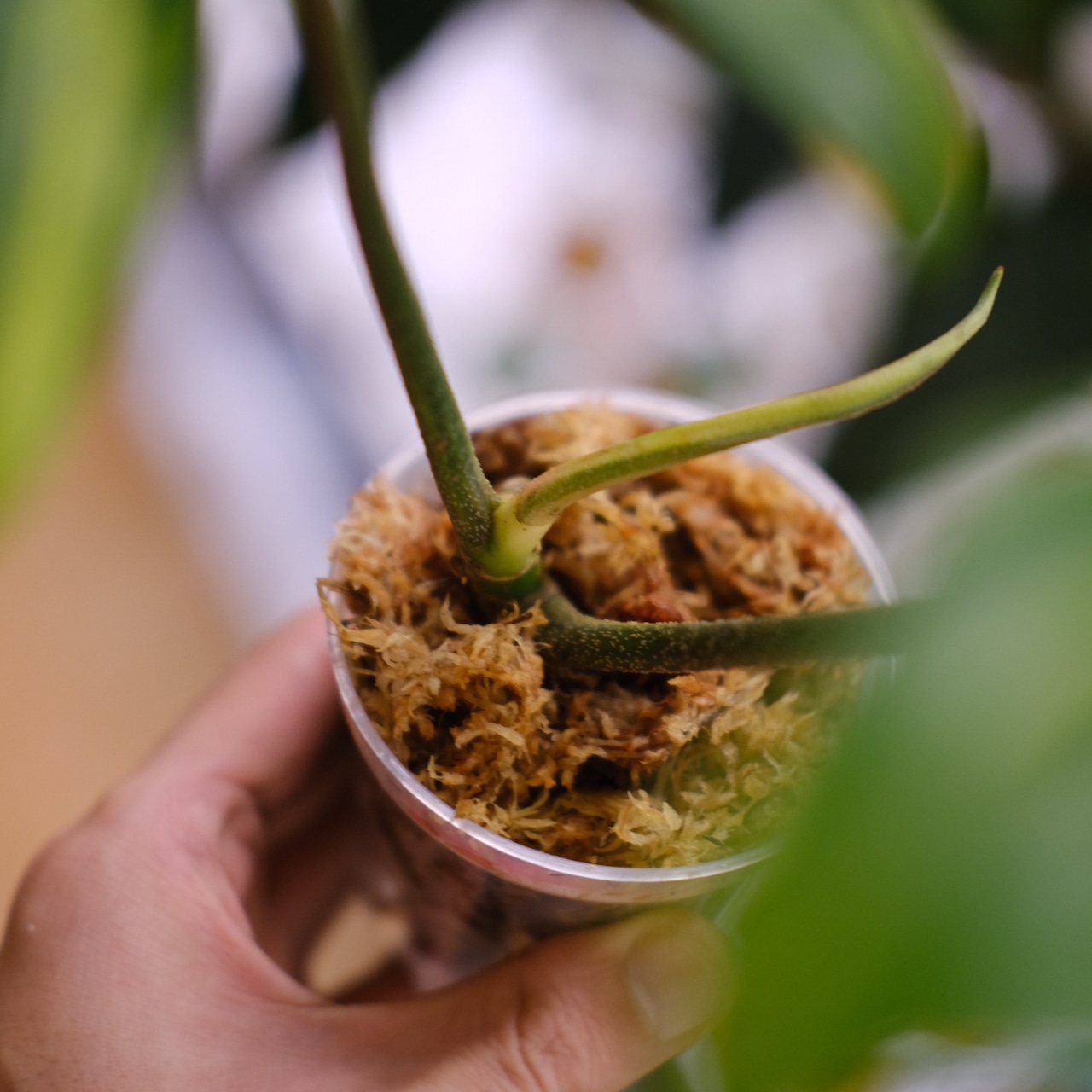 フィロデンドロン フロリダビューティー / P. Florida beauty⑨ / 観葉植物<育て方・花言葉>