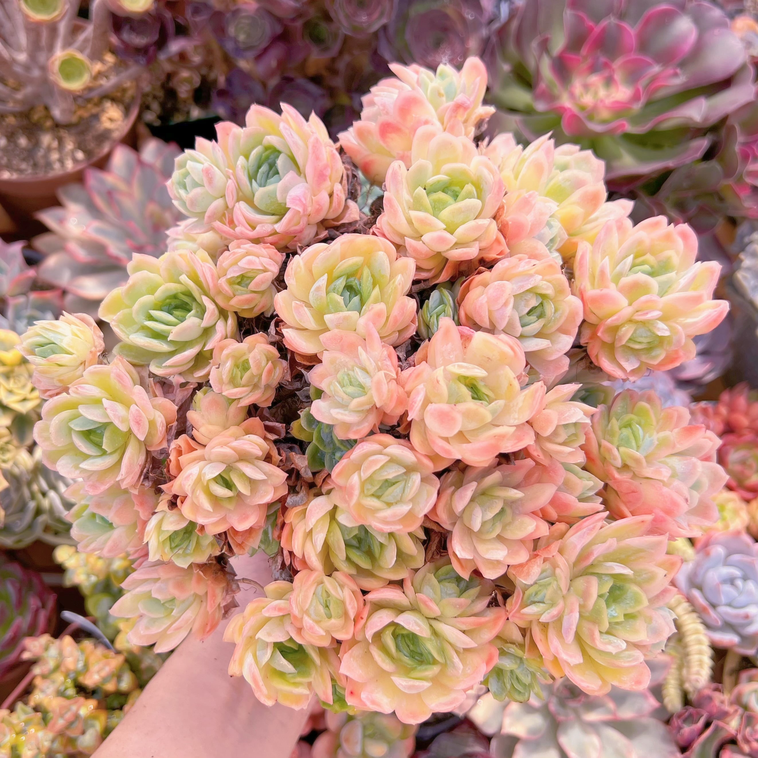 現品　クィーンローズ覆輪錦#764　特大群生　るる農園