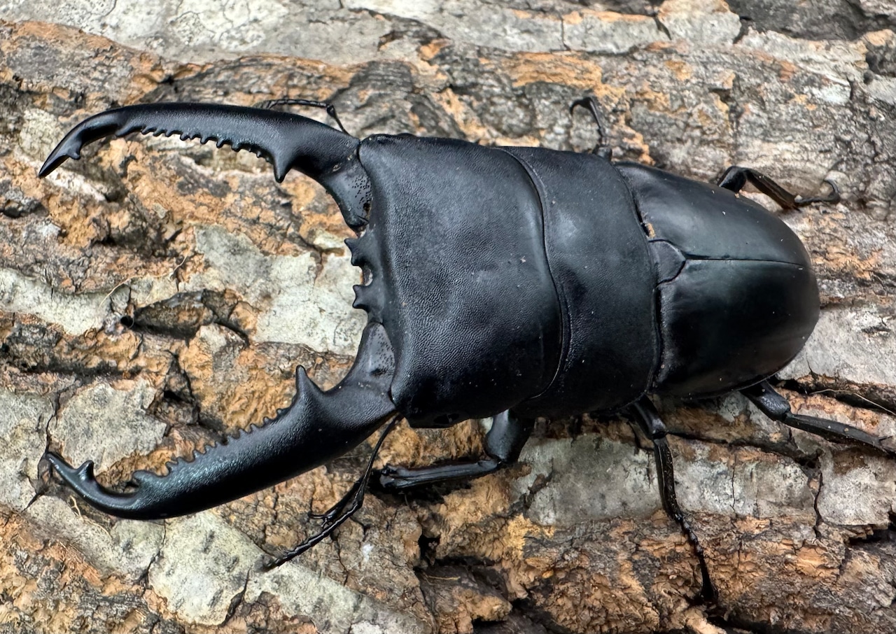 【WD】《パラワンオオヒラタクワガタ 96mm ペア》