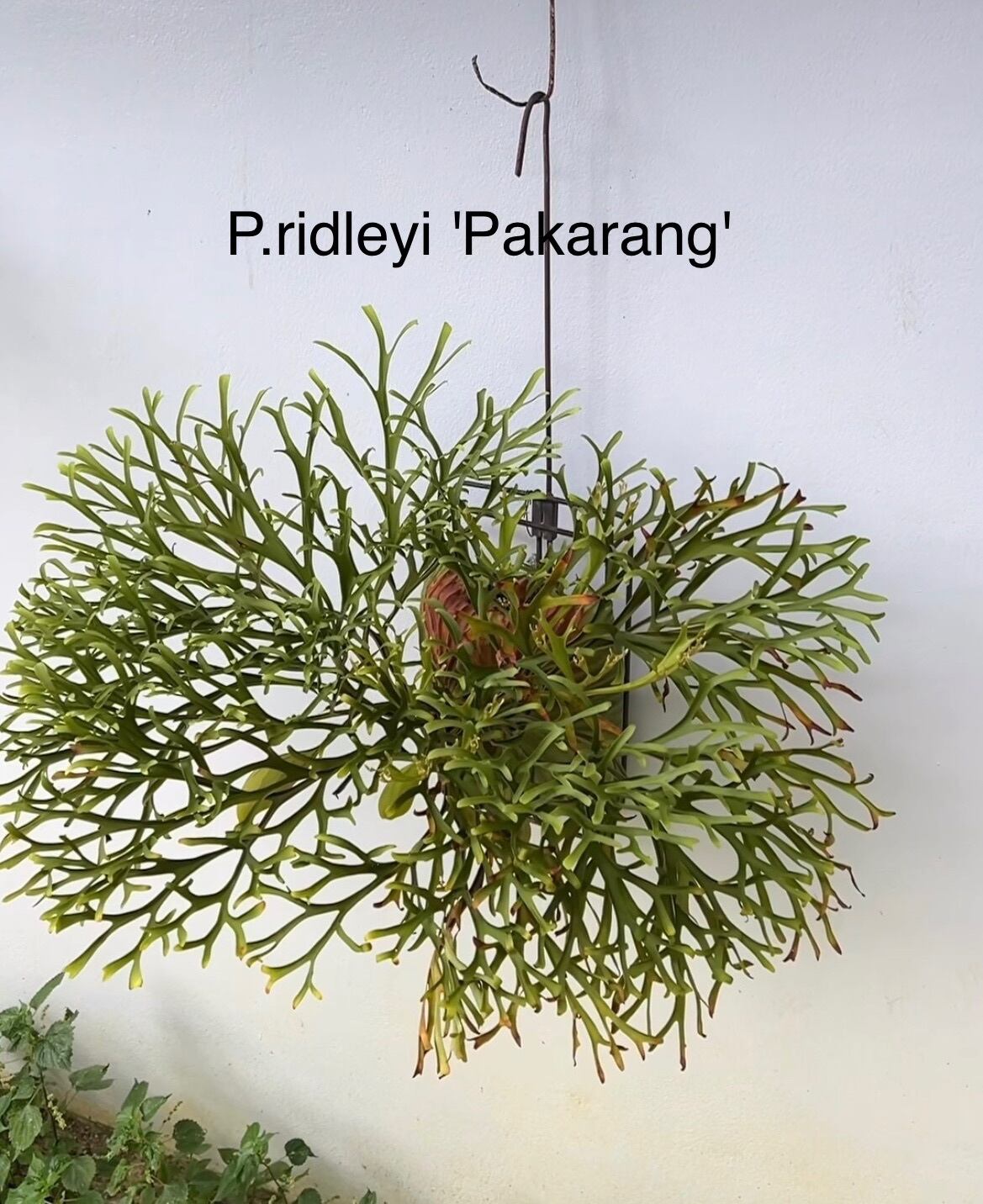 Platycerium_ビカクシダ | vandaka plants