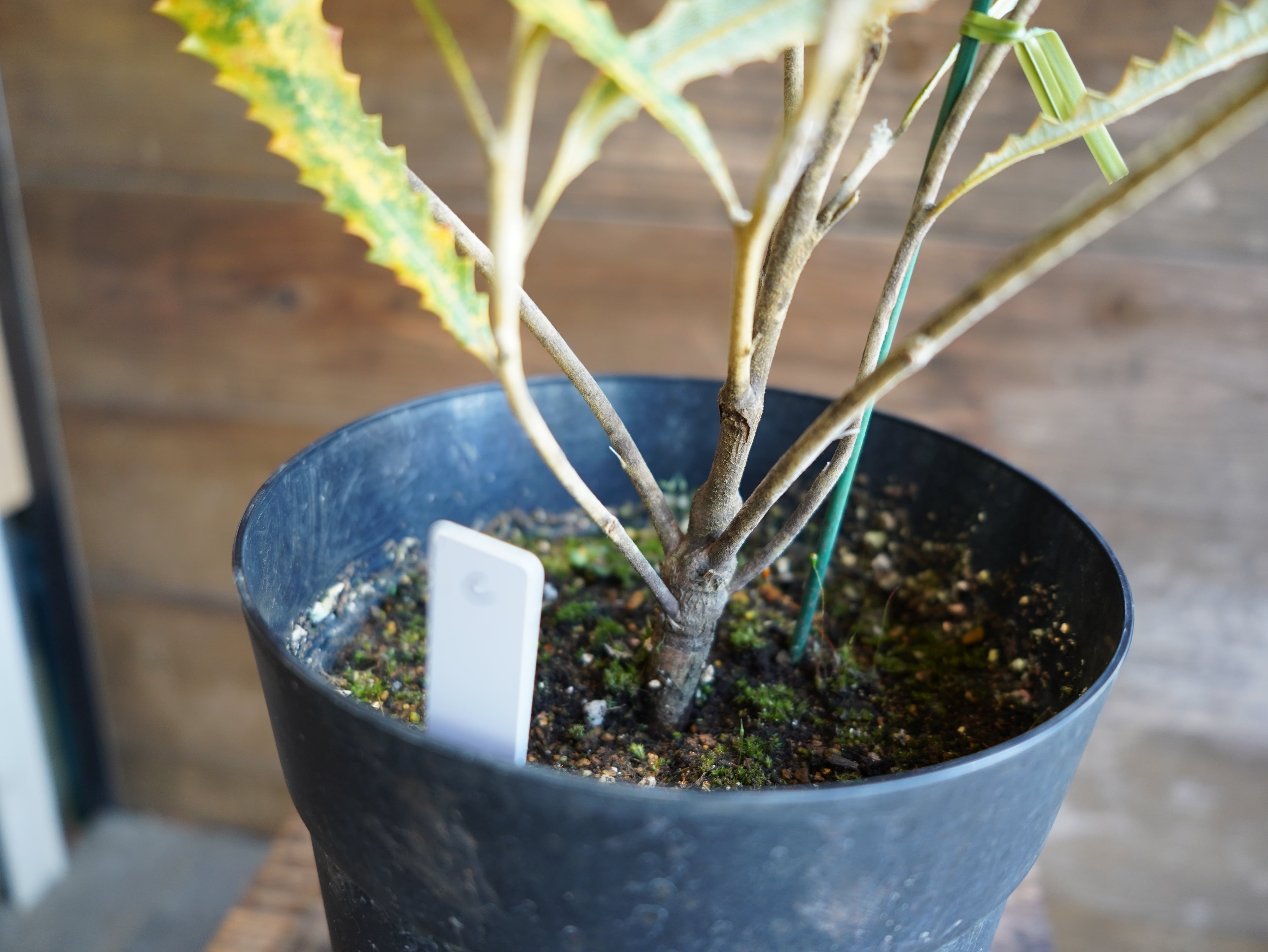 【現物】バンクシア　”バウエリ”　C