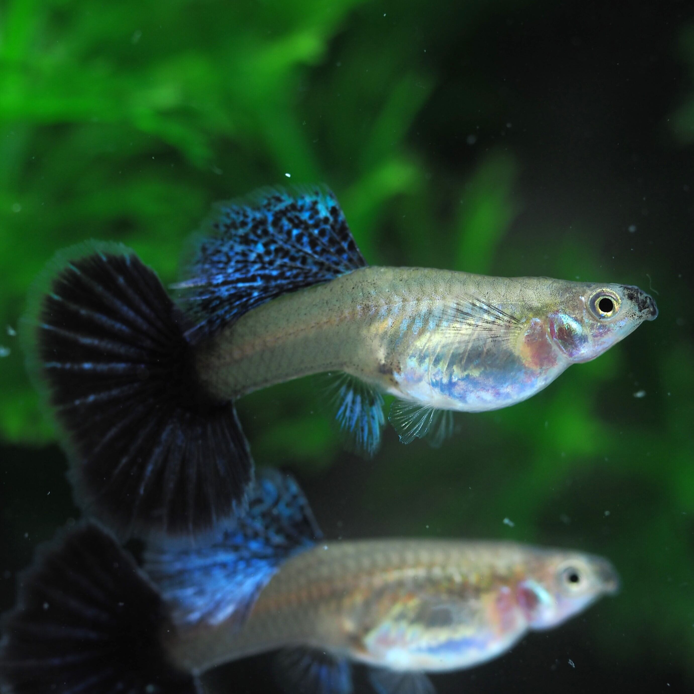 1点物】上物プラチナブルードラゴン 1ペア＋おまけメス1匹 No.1