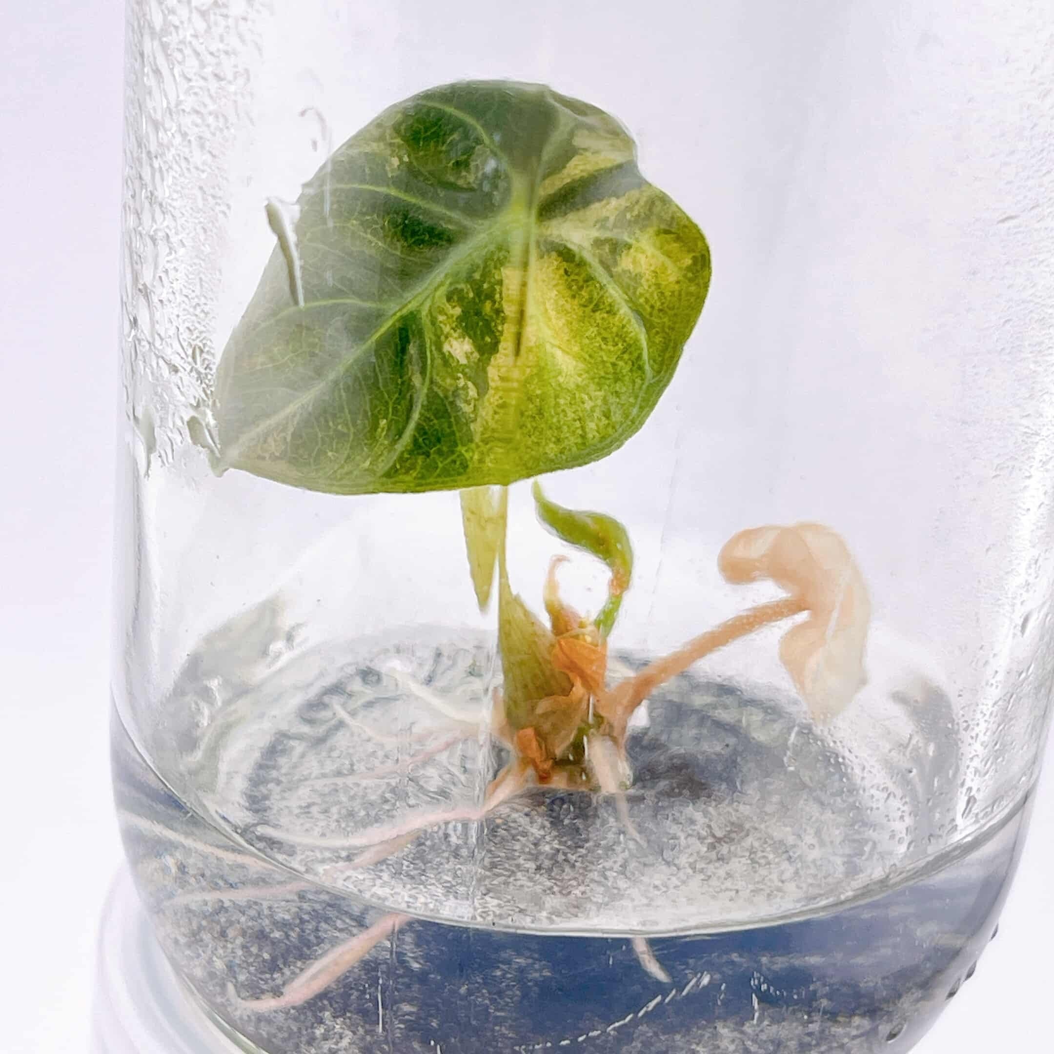 予約販売】Alocasia 'Heart Balloon' Pink Albo｜アロカシア ハート