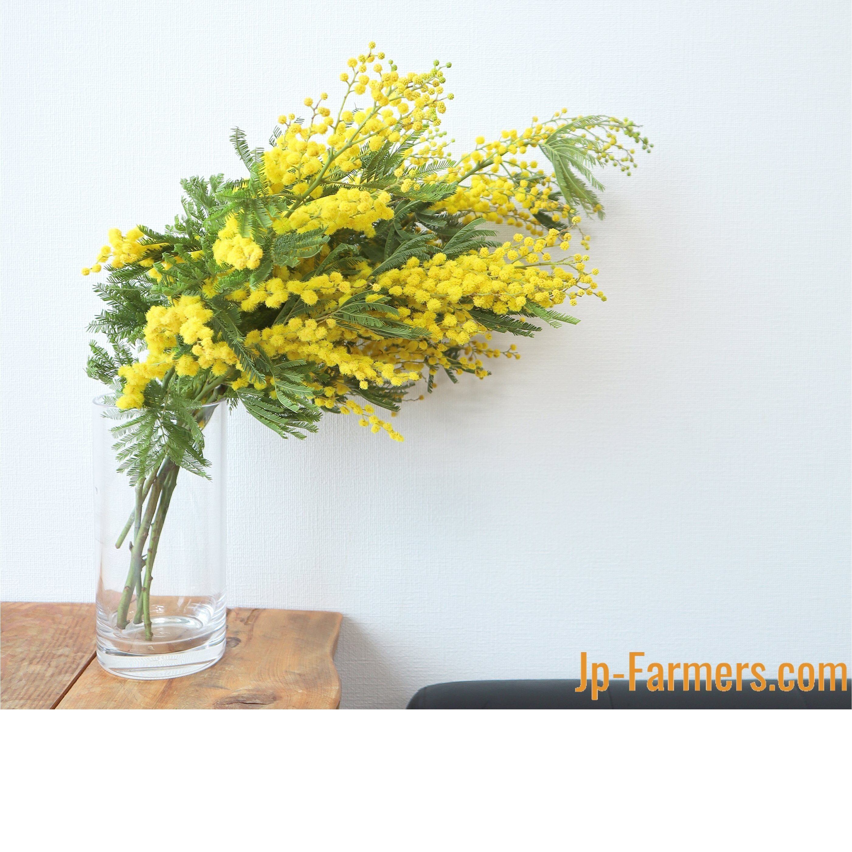 ふわふわの黄色いお花 冬の太陽 イタリア産 ミモザアカシア 新鮮花の問屋 Jp Farmers Com