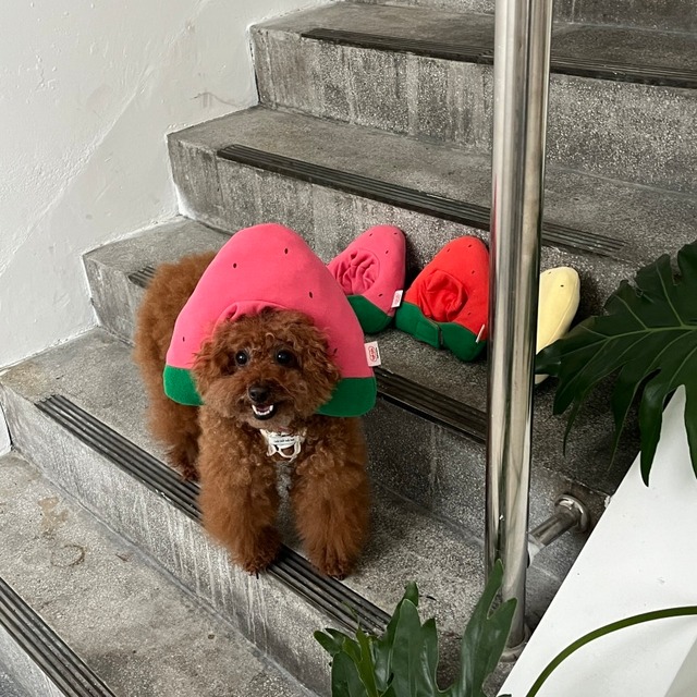 【予約】[tak!tak!tak!tak!] Watermelon hat_pink /帽子のみ/XLサイズ