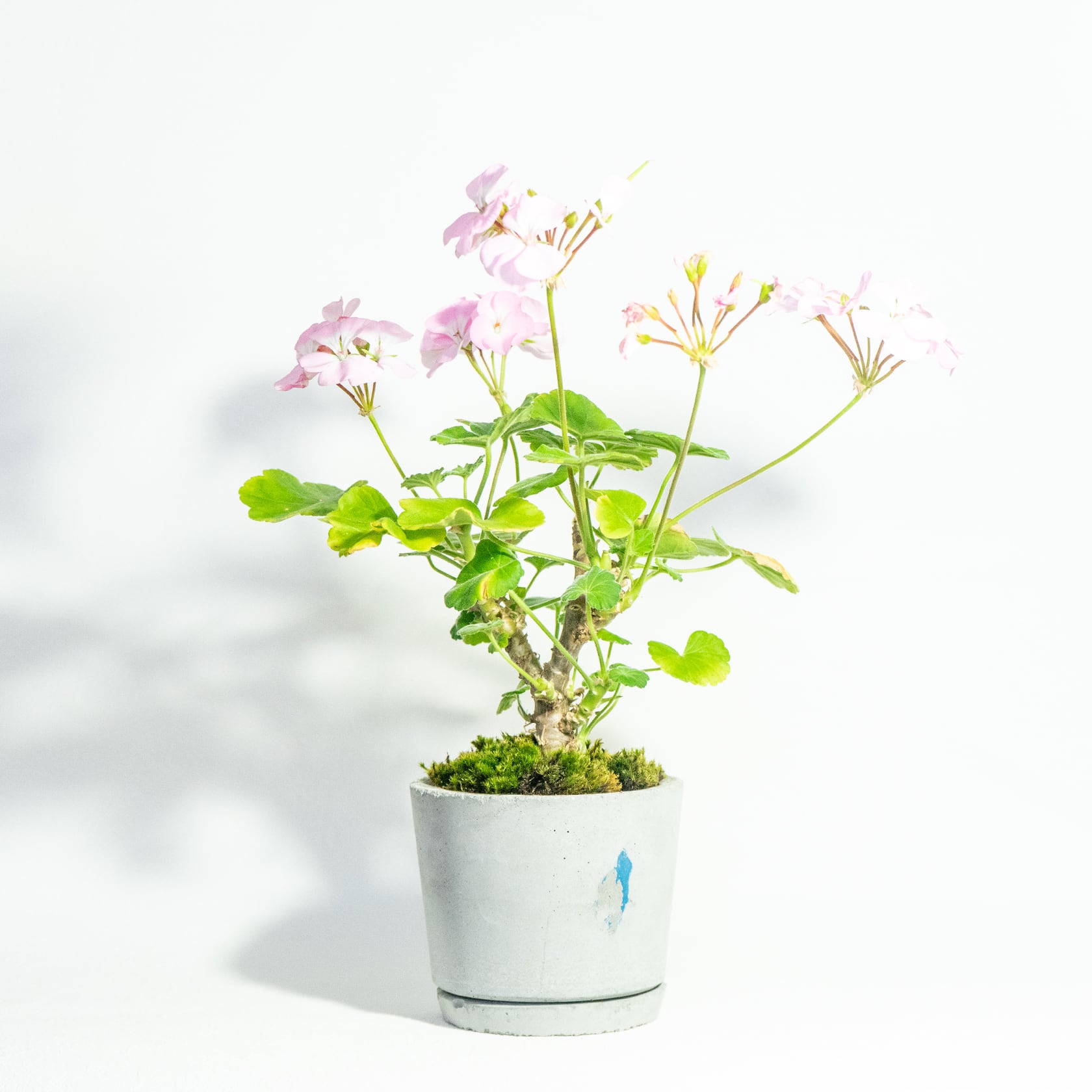 お庭やベランダで育てるゼラニウムとシッポゴケの鉢植え｜無機質でどんな場所とも相性のいい手作りモルタル鉢｜送料全国一律850円