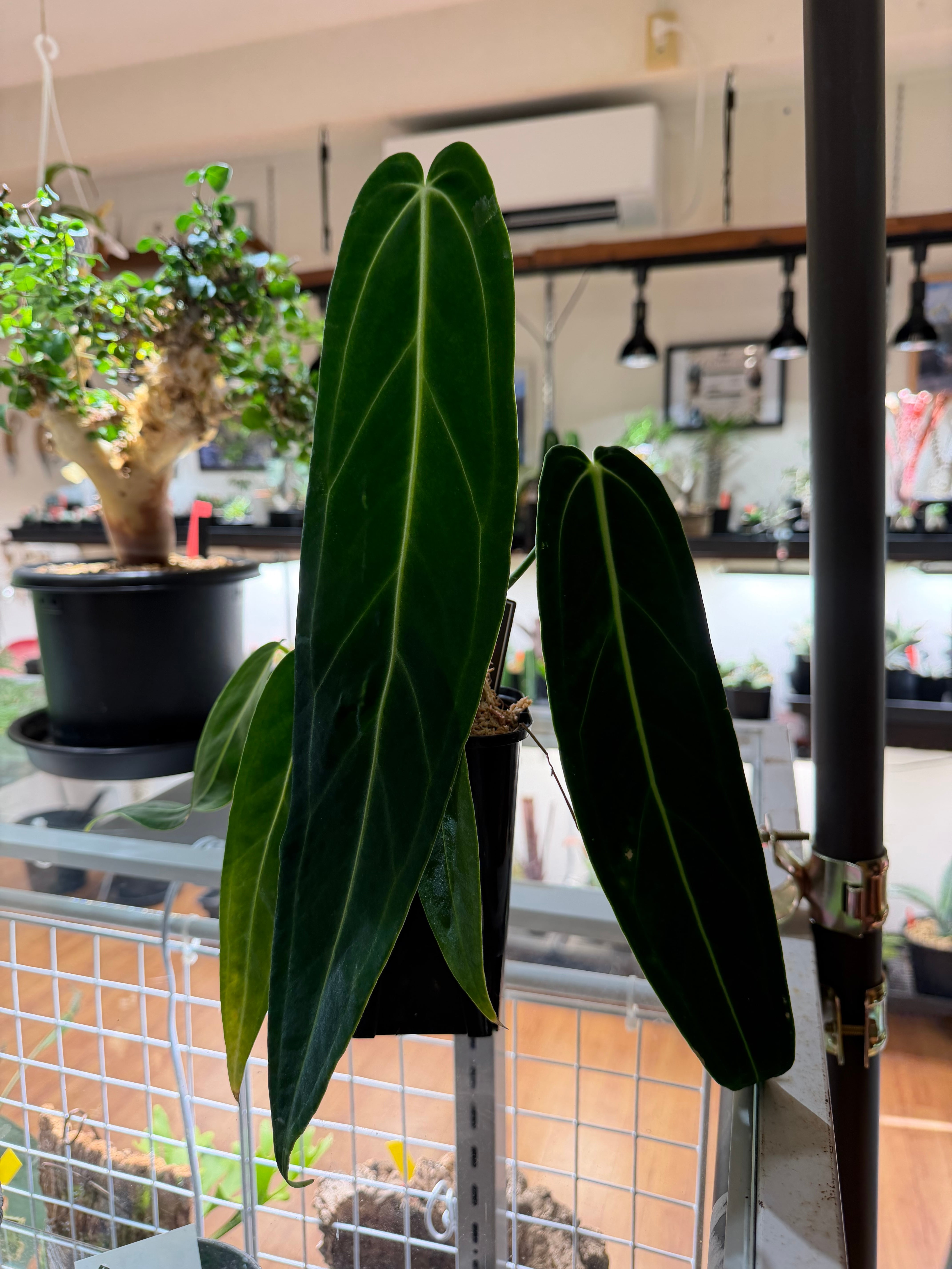 現物】Billbergia 'Dippin Dots'（ビルベルギア ディッピンドッツ