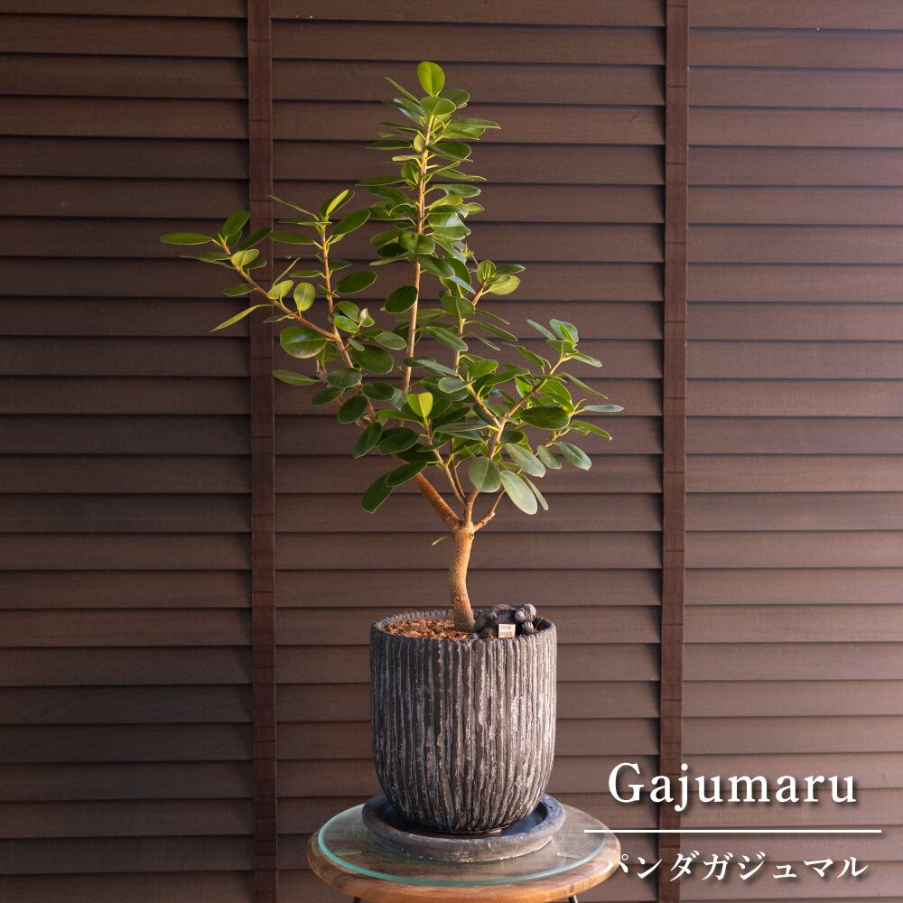 パンダガジュマル 6号 陶器鉢 ピック付 観葉植物 ガジュマルの木 多幸の木 ガジュマル 1108