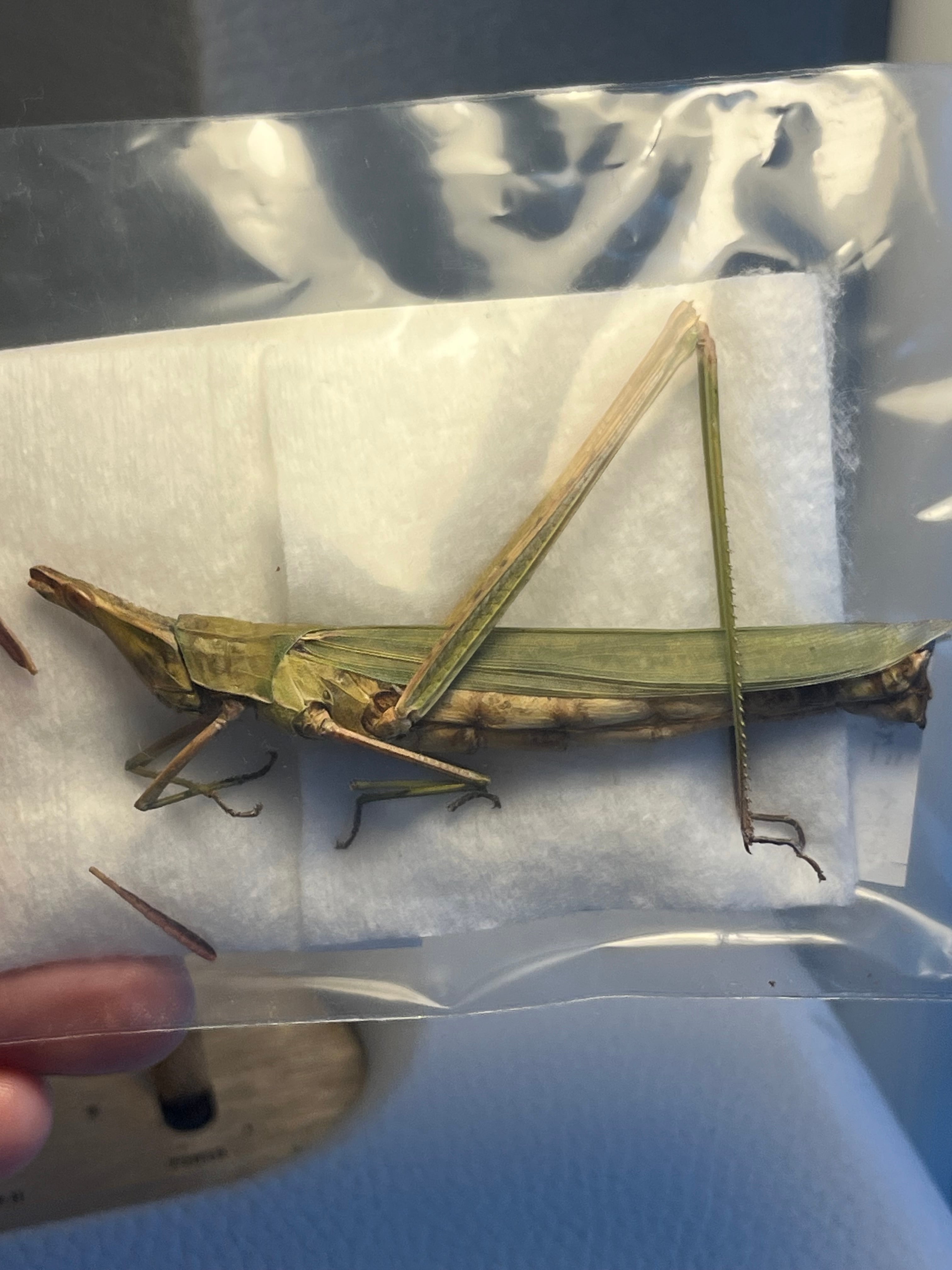 88mm♀】ヨロイコロギス Bradyporus リオック 直翅類 標本 88mm