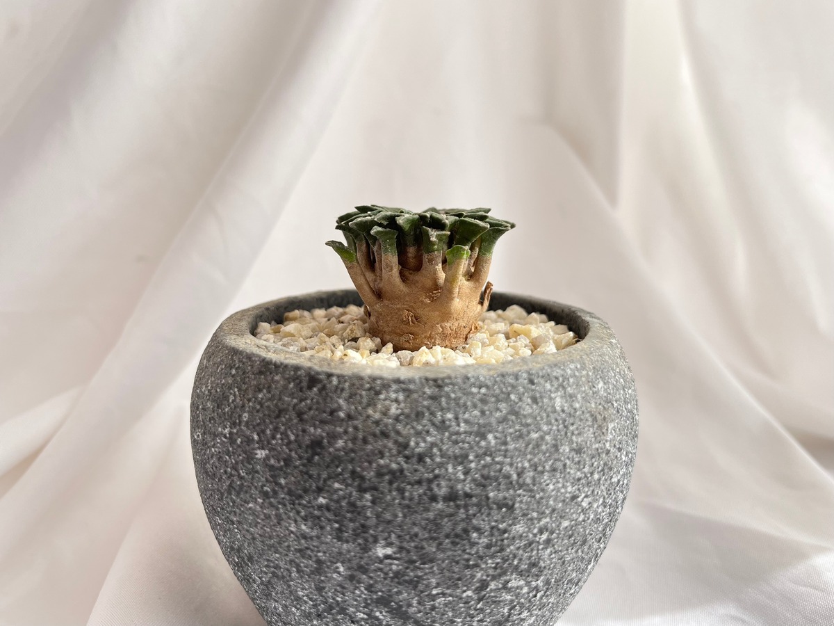 Ariocarpus kotschoubeyanus var.macdowell アリオカルプス 姫牡丹 