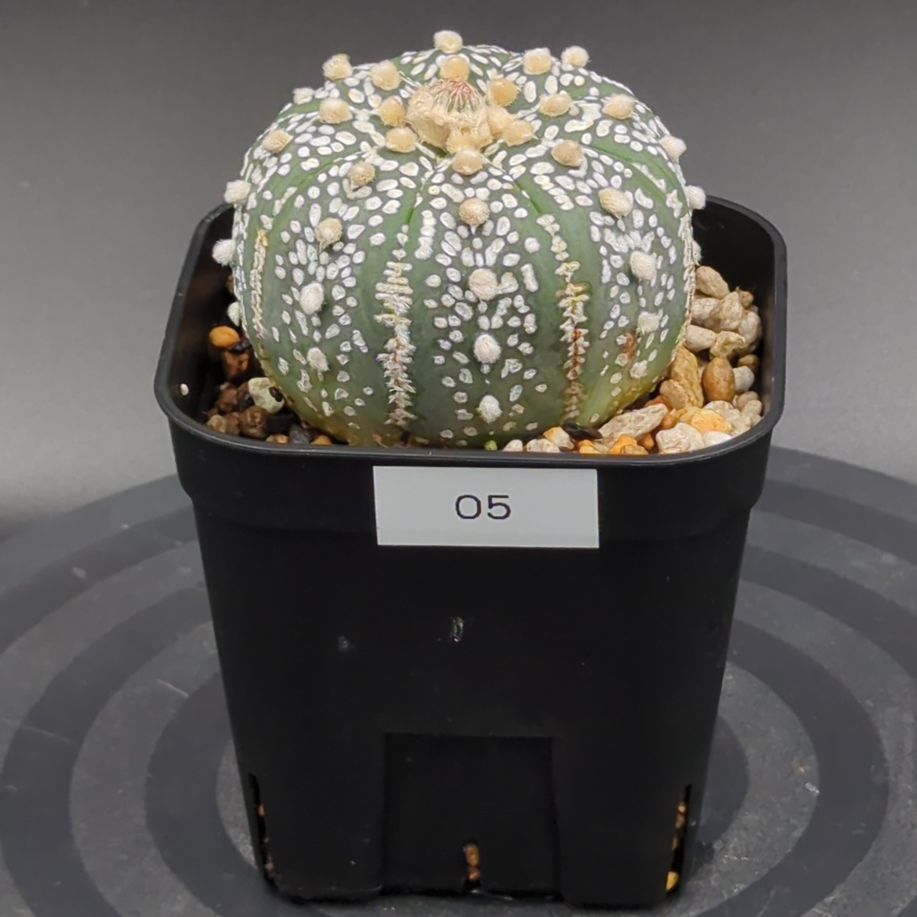 国内実生兜　スーパー兜 大疣（全幅12cm×全高7cm）特大株　H5 国内実生兜 スーパー兜 大疣（全幅12cm×全高7cm）特大株 H5 国内