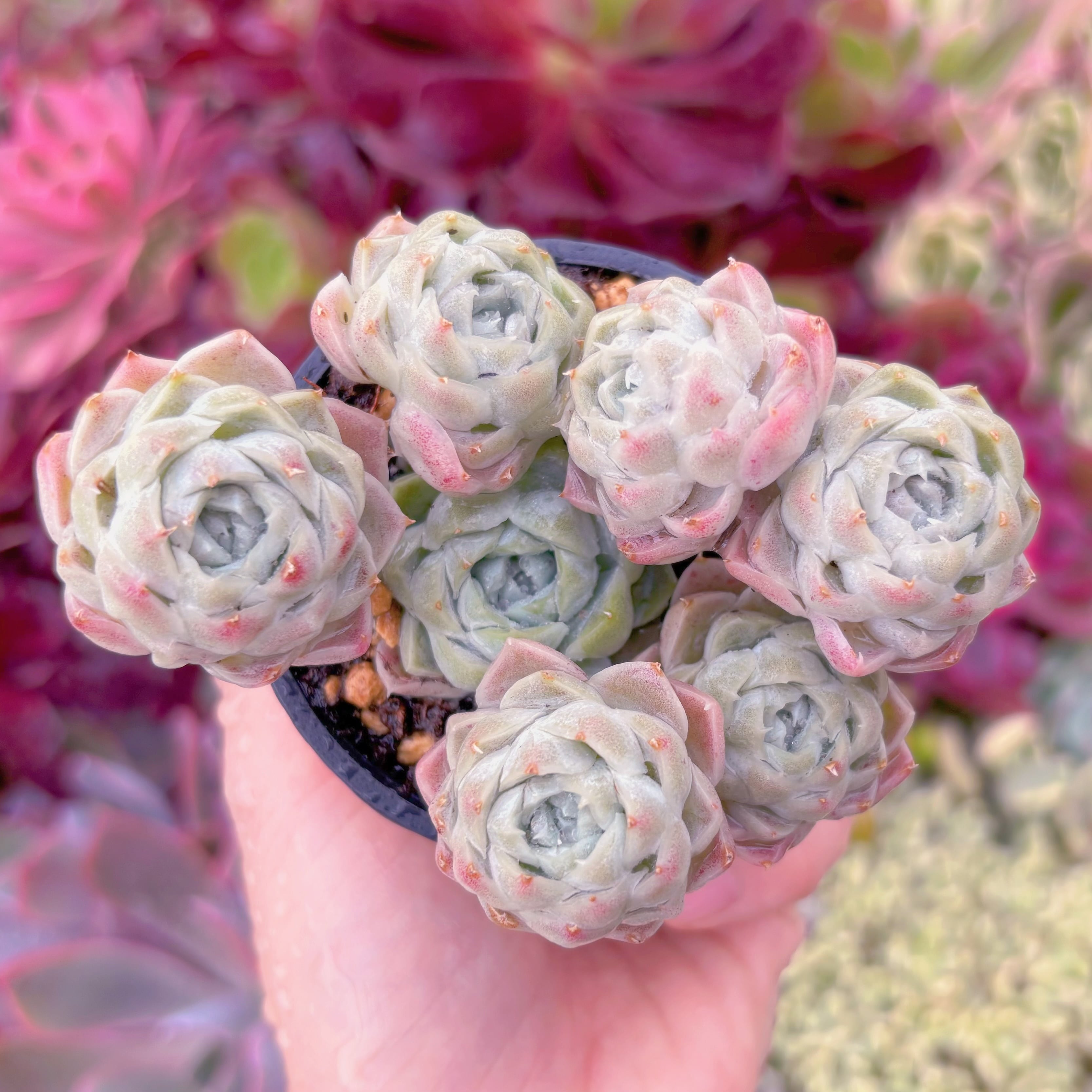 現品　ヒューミリス#904　群生　るる農園