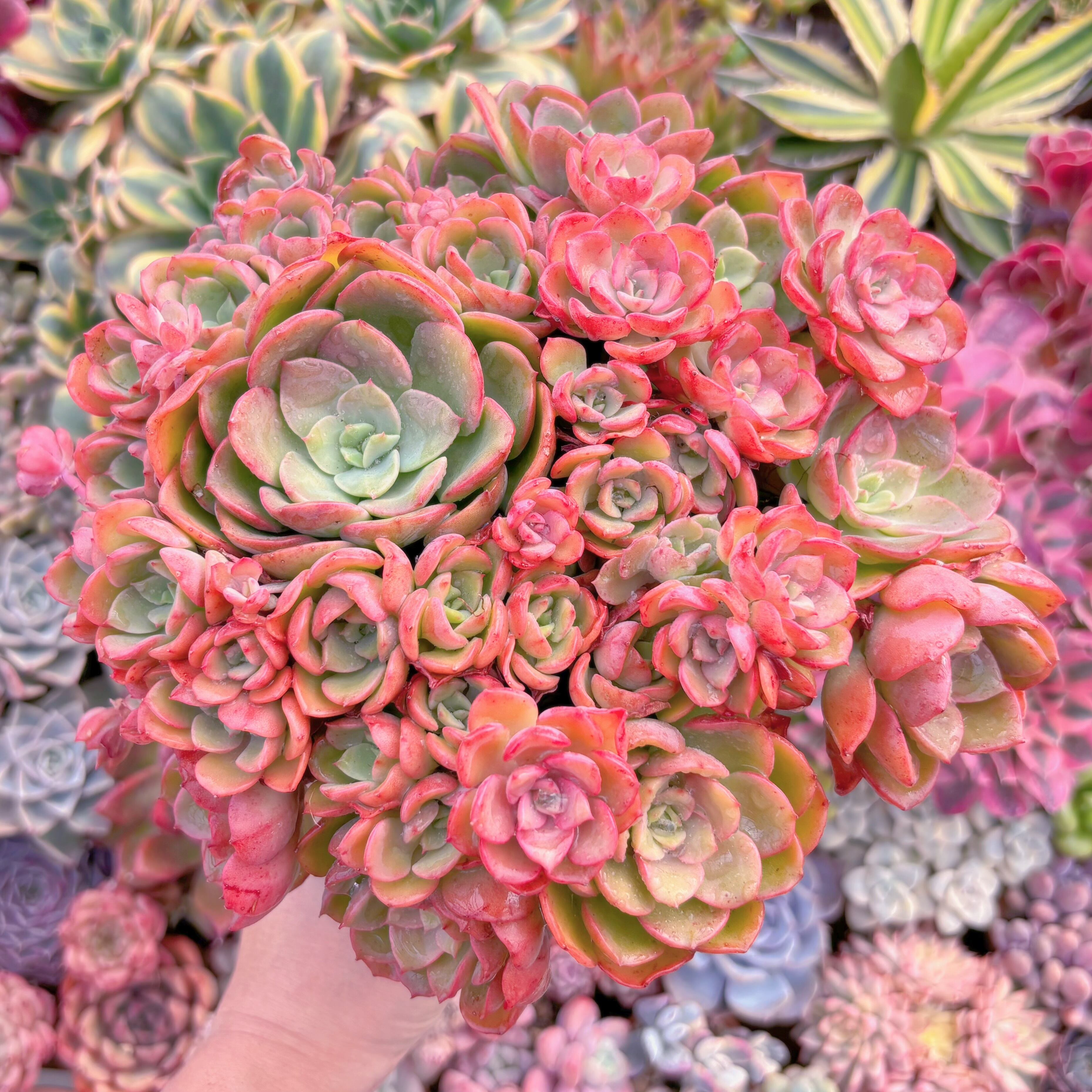 現品　ノーブル#518　特特大群生　約25cm　新入荷