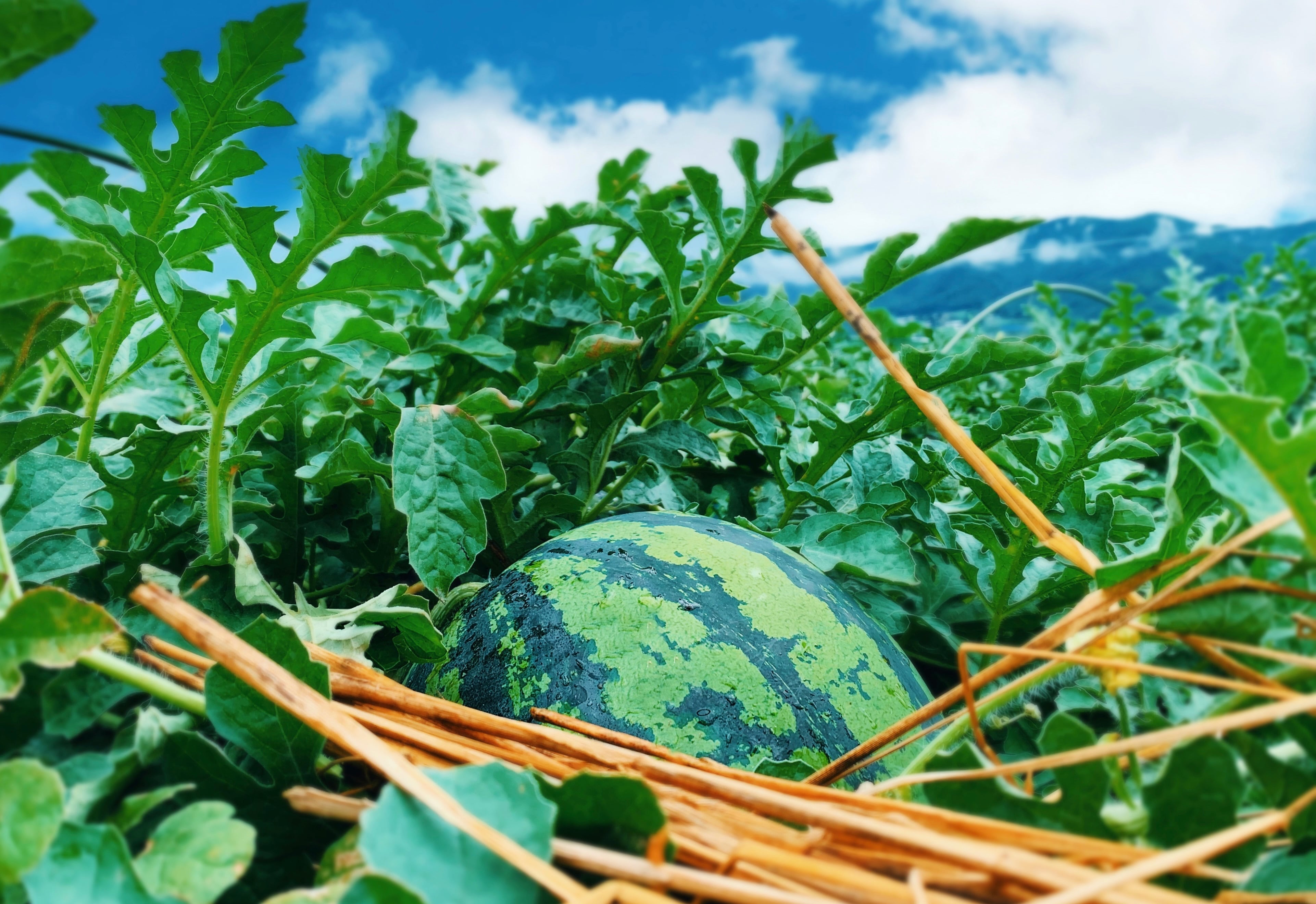 大玉すいか 秀品 2Lサイズ【1玉】スイカ 波田産 | たわらや農園