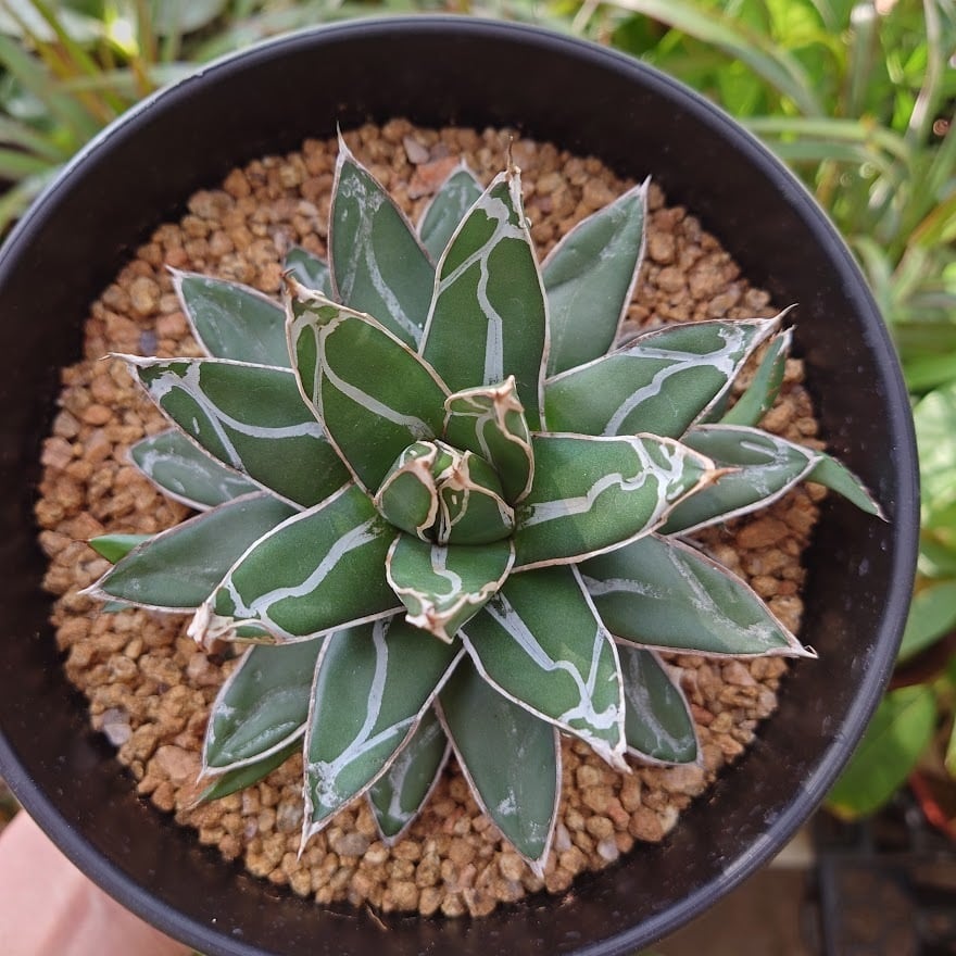 アガベ 笹の雪 4 Agave victoriae reginae 子株3付 | 多肉植物