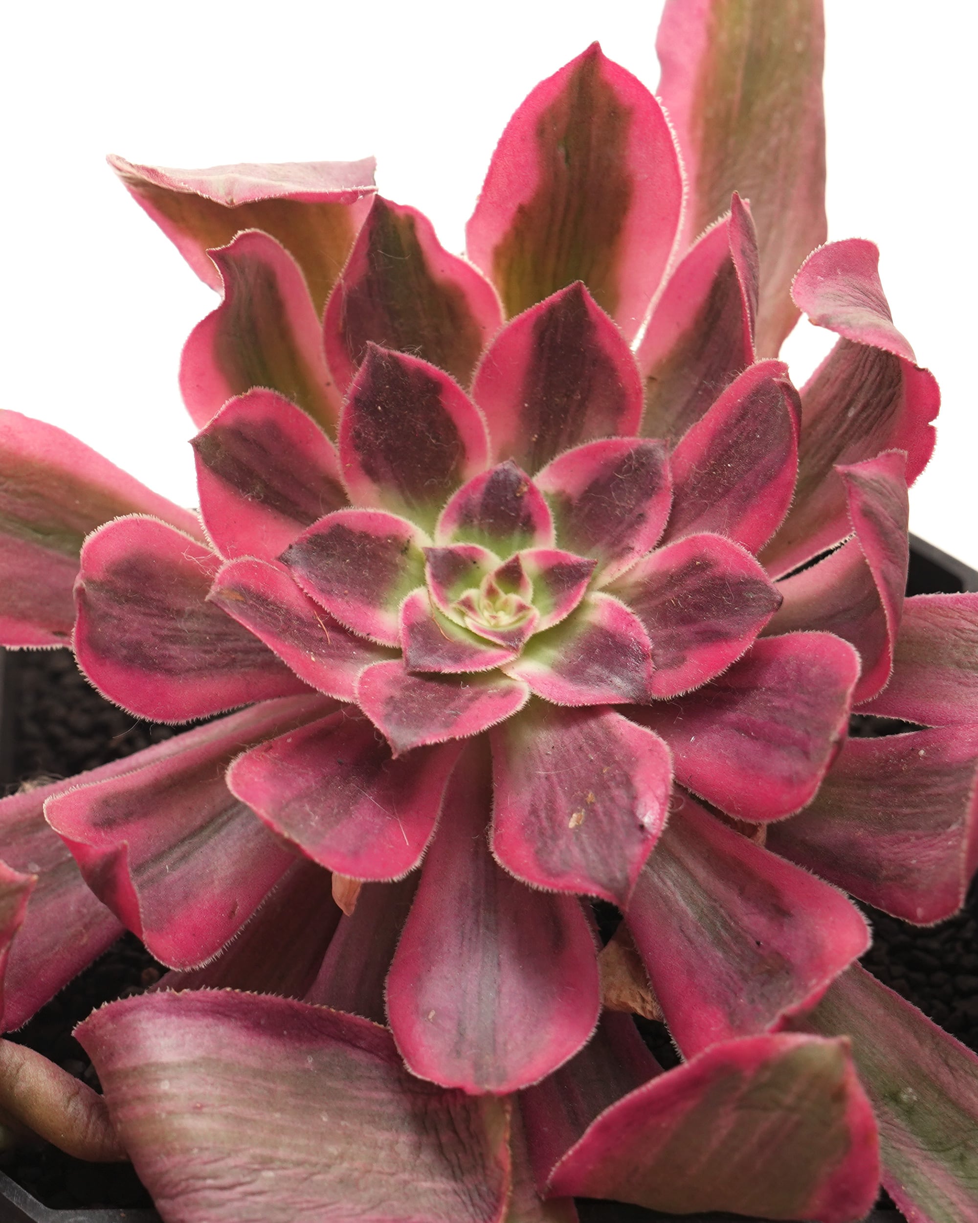 NEW RELEASE | PUKUBOOK SUCCULENTS