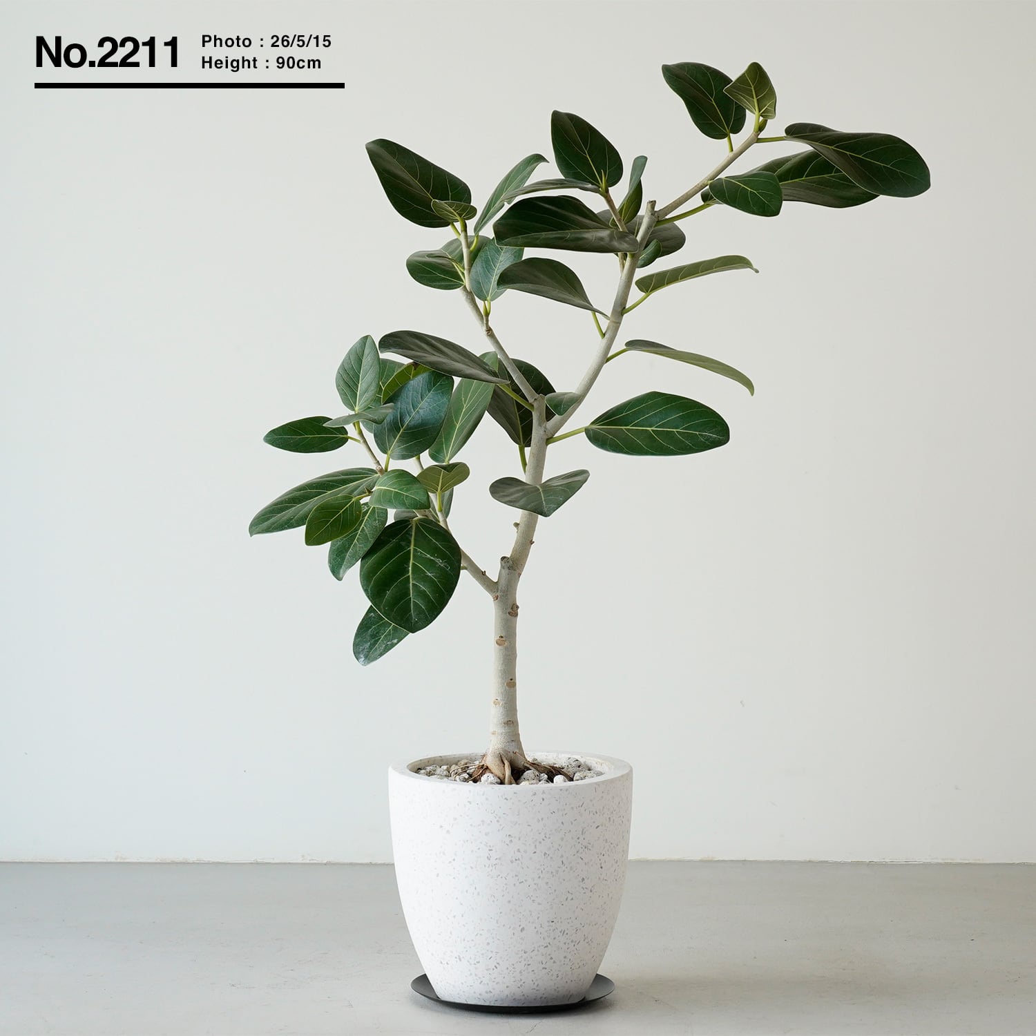フィカス ベンガレンシス | AYANAS（アヤナス）｜観葉植物のセレクト
