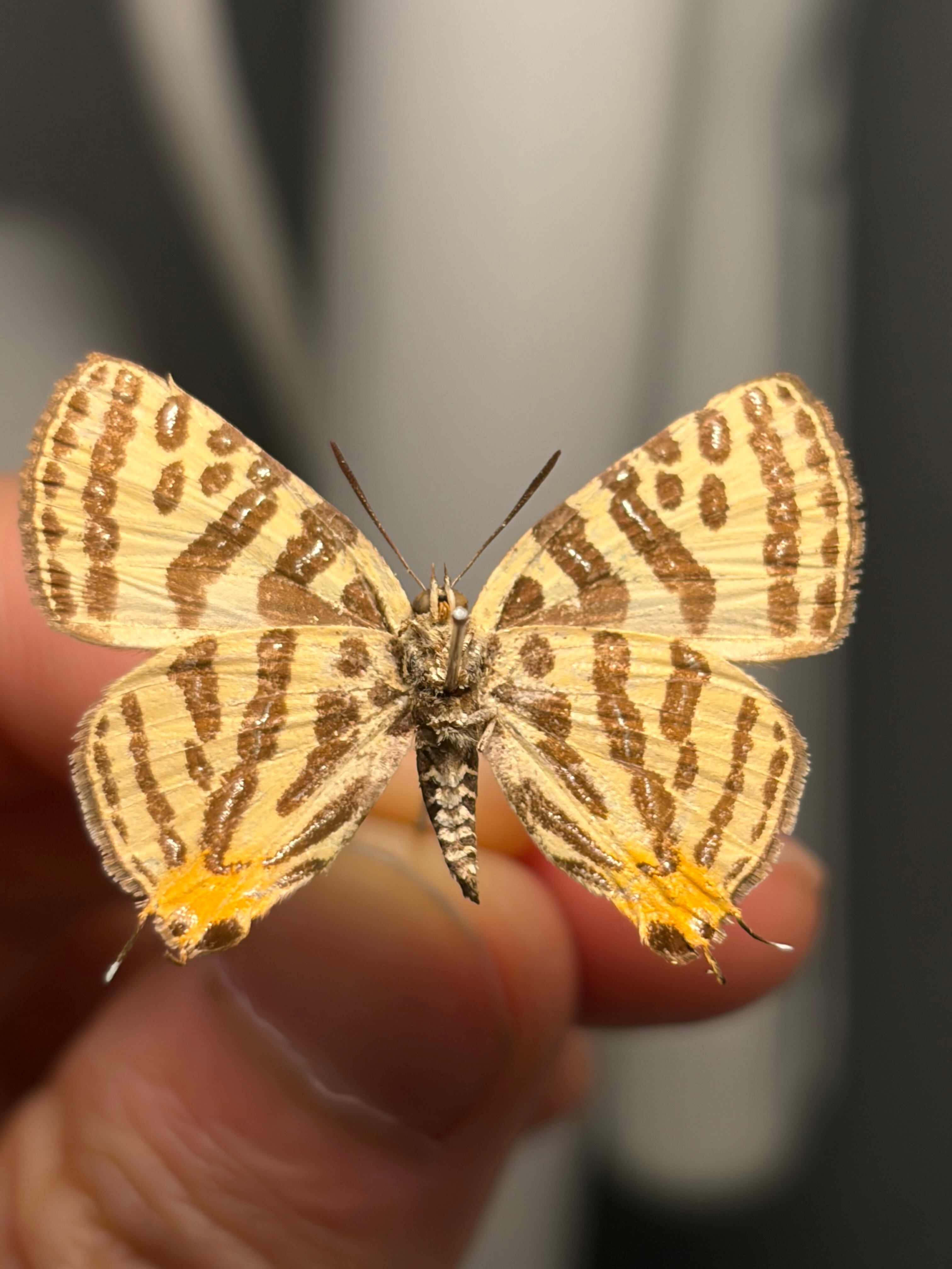 キマダラルリツバメ標本（黄斑瑠璃燕、学名：Spindasis takanonis