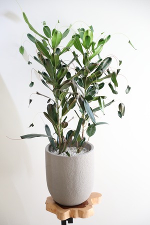 【M】クロトン トビハ/ Croton ※陶器鉢付き