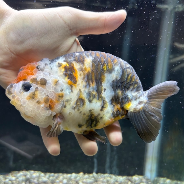 極上　江戸錦　大きめ　１５ｃｍ