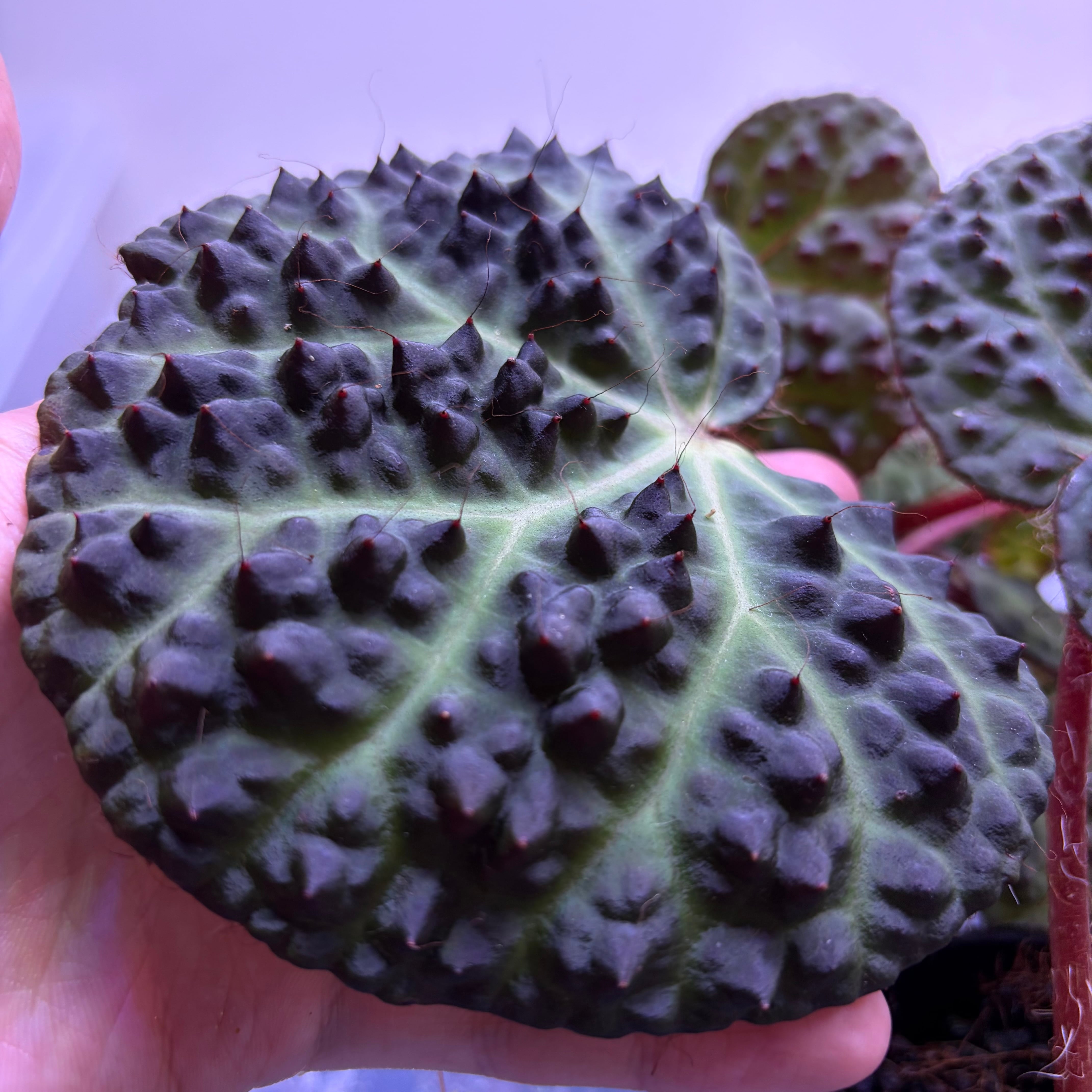 Homalomena sp. Sulawesi 【ZOE0925-3b】 | 熱帯雨林植物専門店 トイ吉園芸