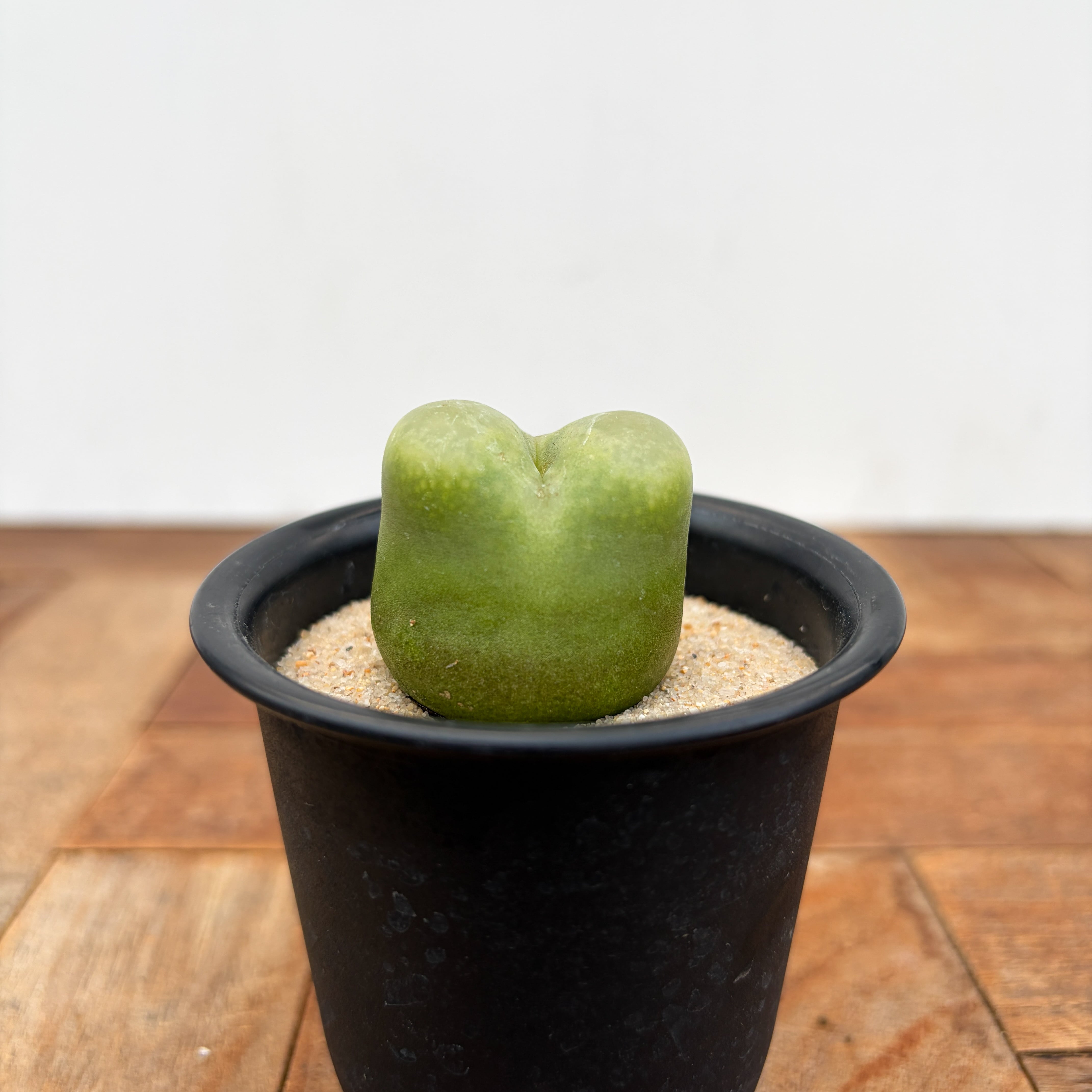 Conophytum ratum【コノフィツム・桃尻娘】 | RIMO'S GREEN 【Saboten