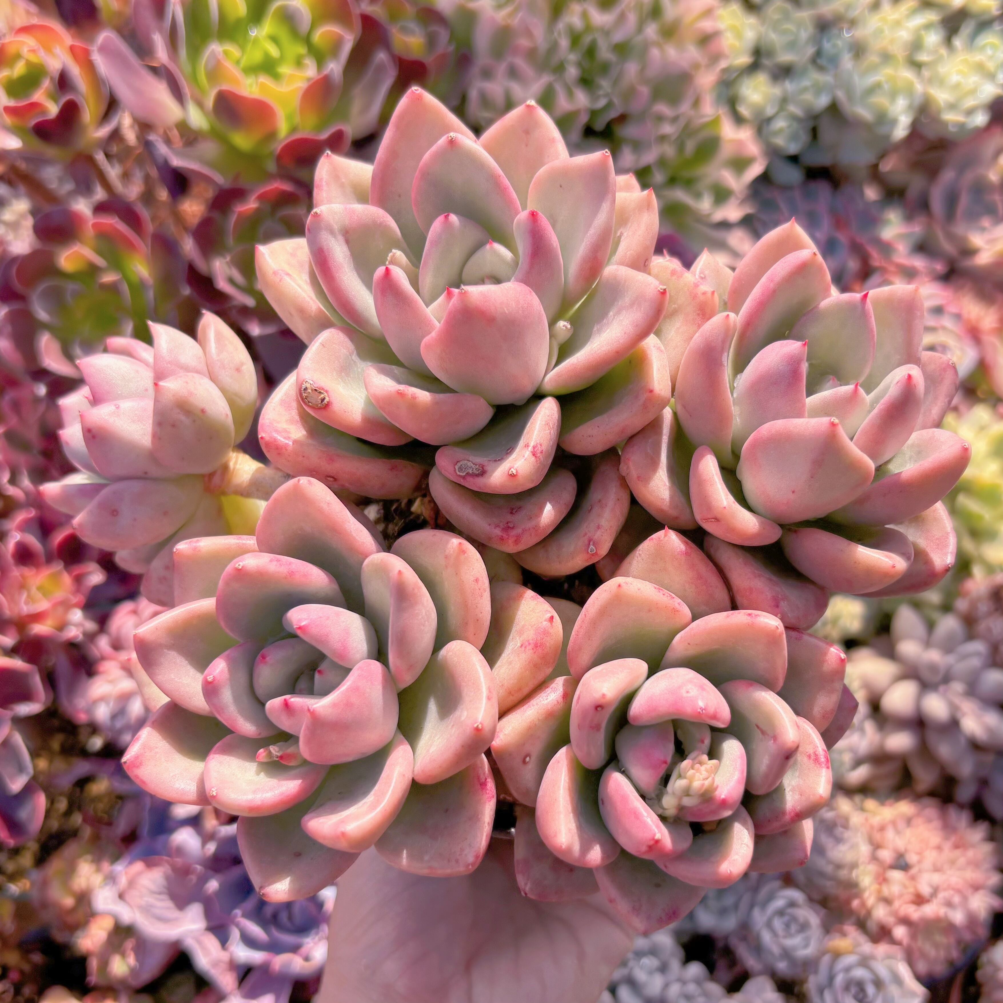 現品　Echeveria Avocado Cream#630　大群生　新入荷