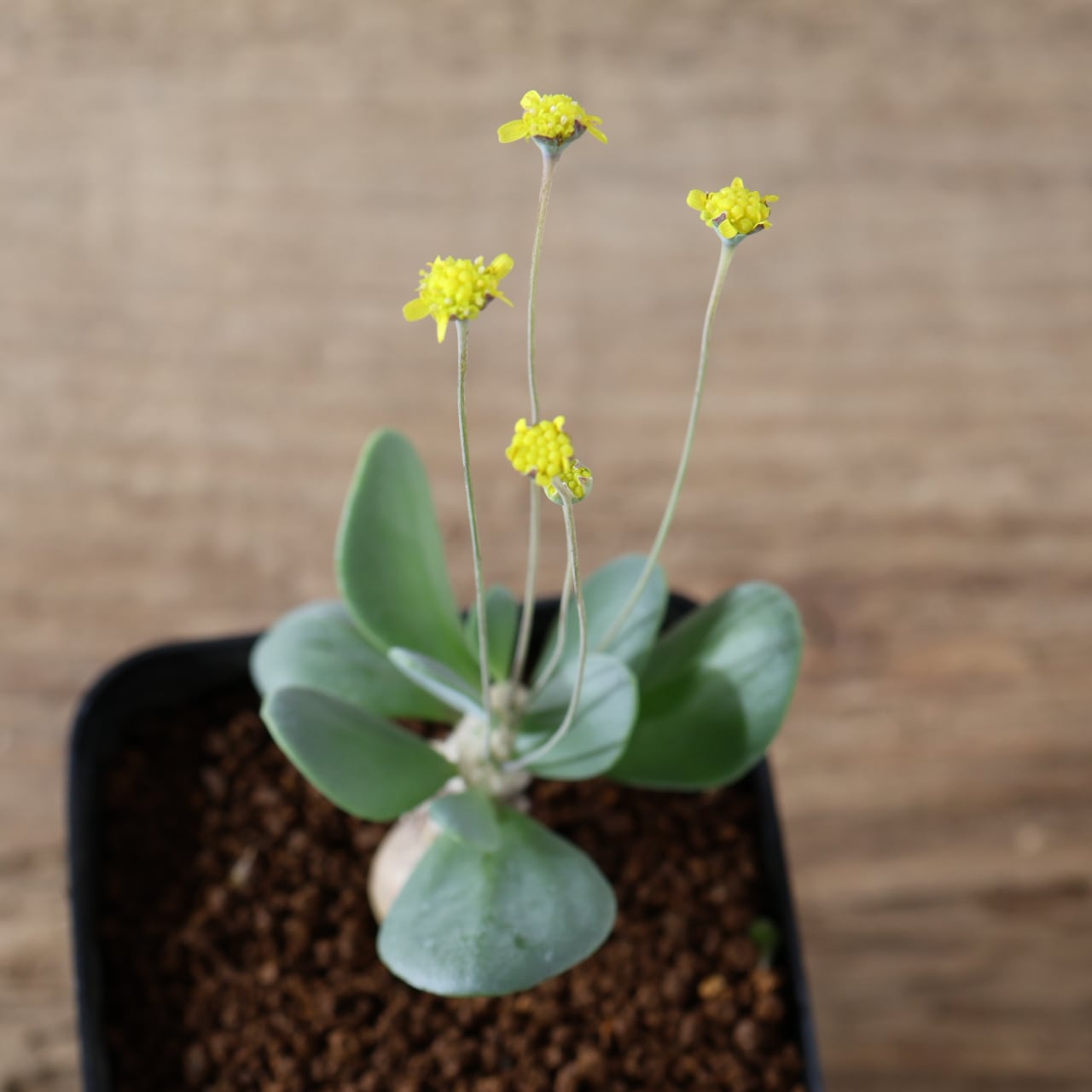 506『オトンナ ピグマエア』観葉植物【送料無料】 | MARX PLANTS