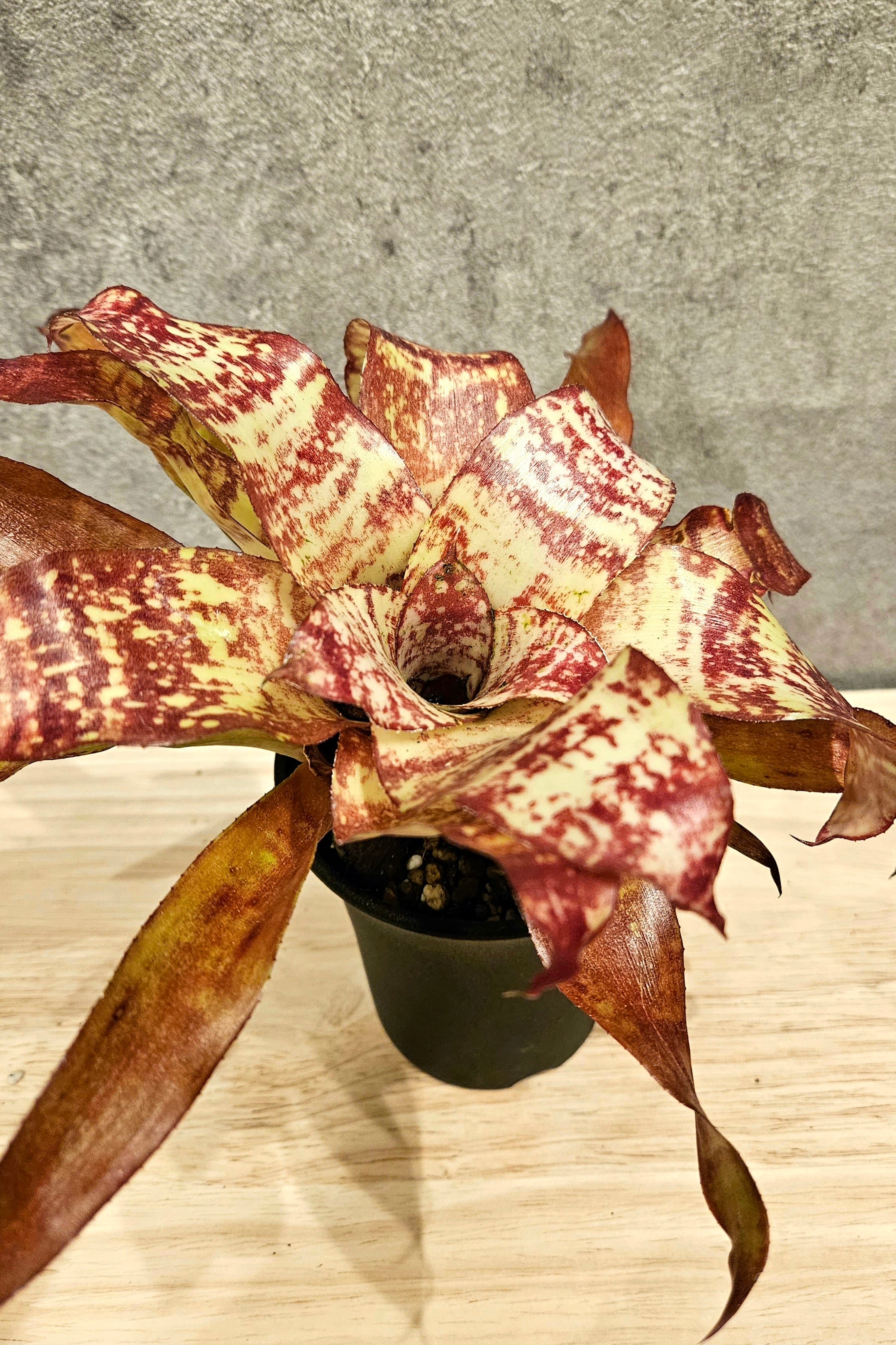 Neoregelia J's Brown【artPLANTs】ネオレゲリア/タンクブロメリア