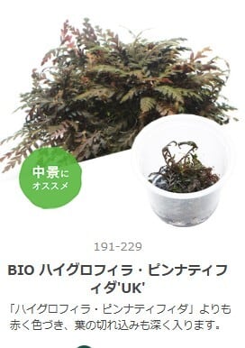CERAPHICいきもの電球』6500K | aquarium shop earth