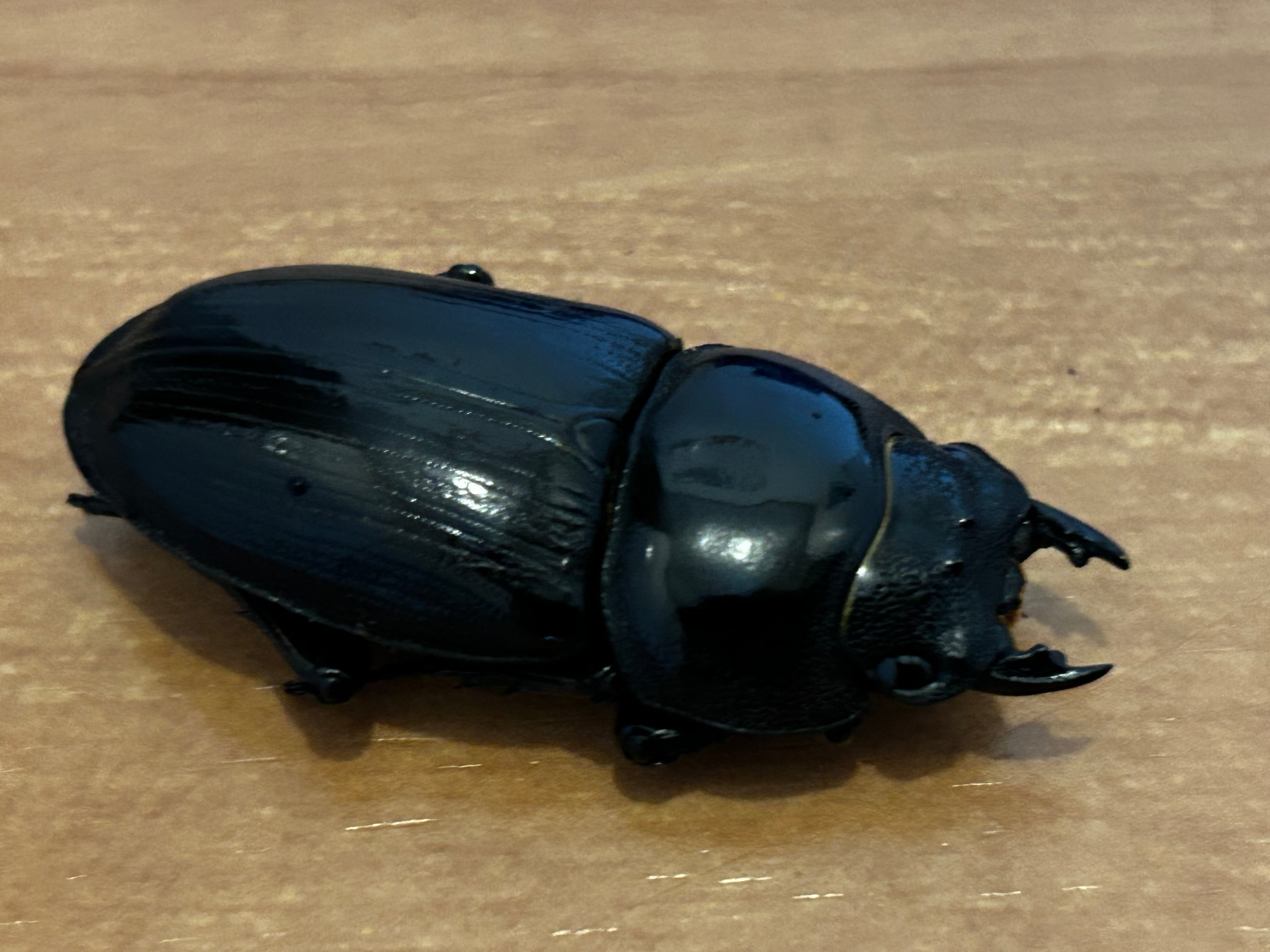 16】♂57mm・♀34mm本土ヒラタクワガタ ペア 群馬県産 | PAY ID
