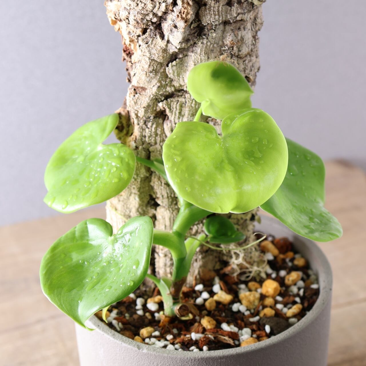 速達付 ひらりさん苗 札付 スエラ×ヴィンセントカトー 大群生 鉢のまま