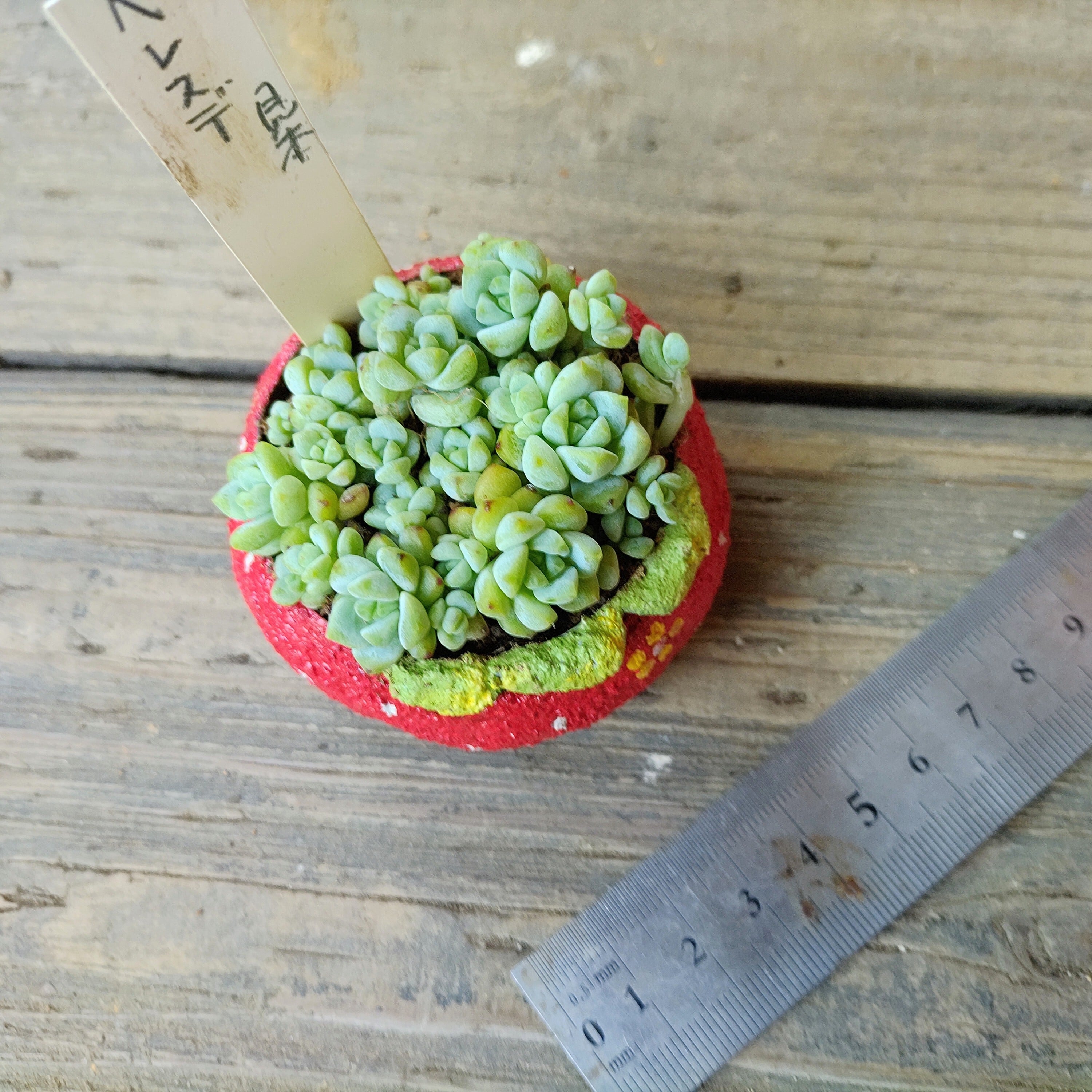 T)miniminiモルタル鉢(手作り) | RuPo 多肉植物専門店