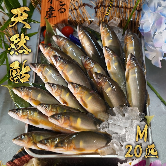 天然鮎20匹セット　M　冷凍 画像