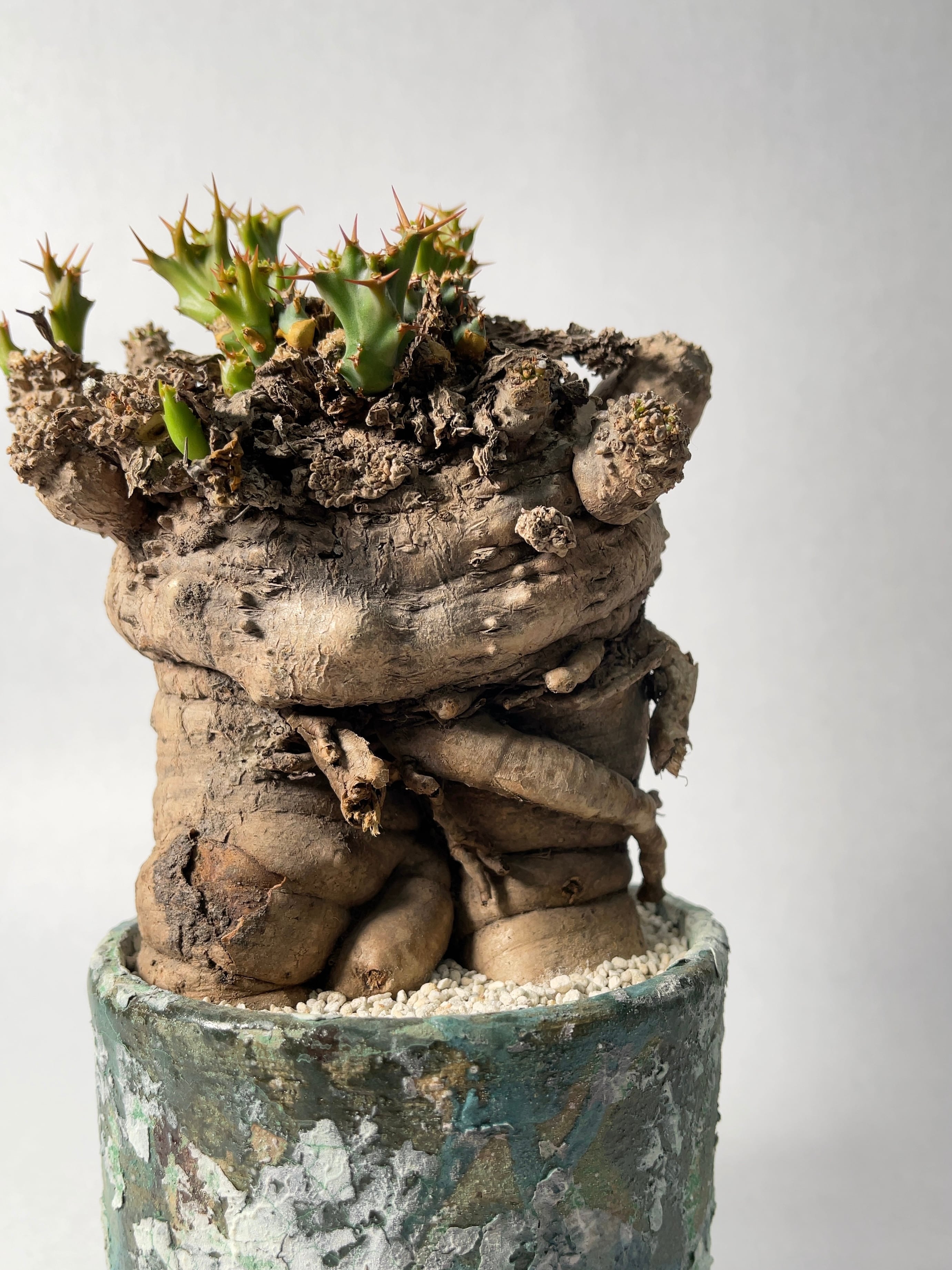 ユーフォルビア・クラビゲラ | trigger