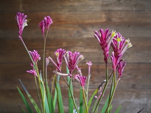 【現物】カンガルーポー（ピンク）