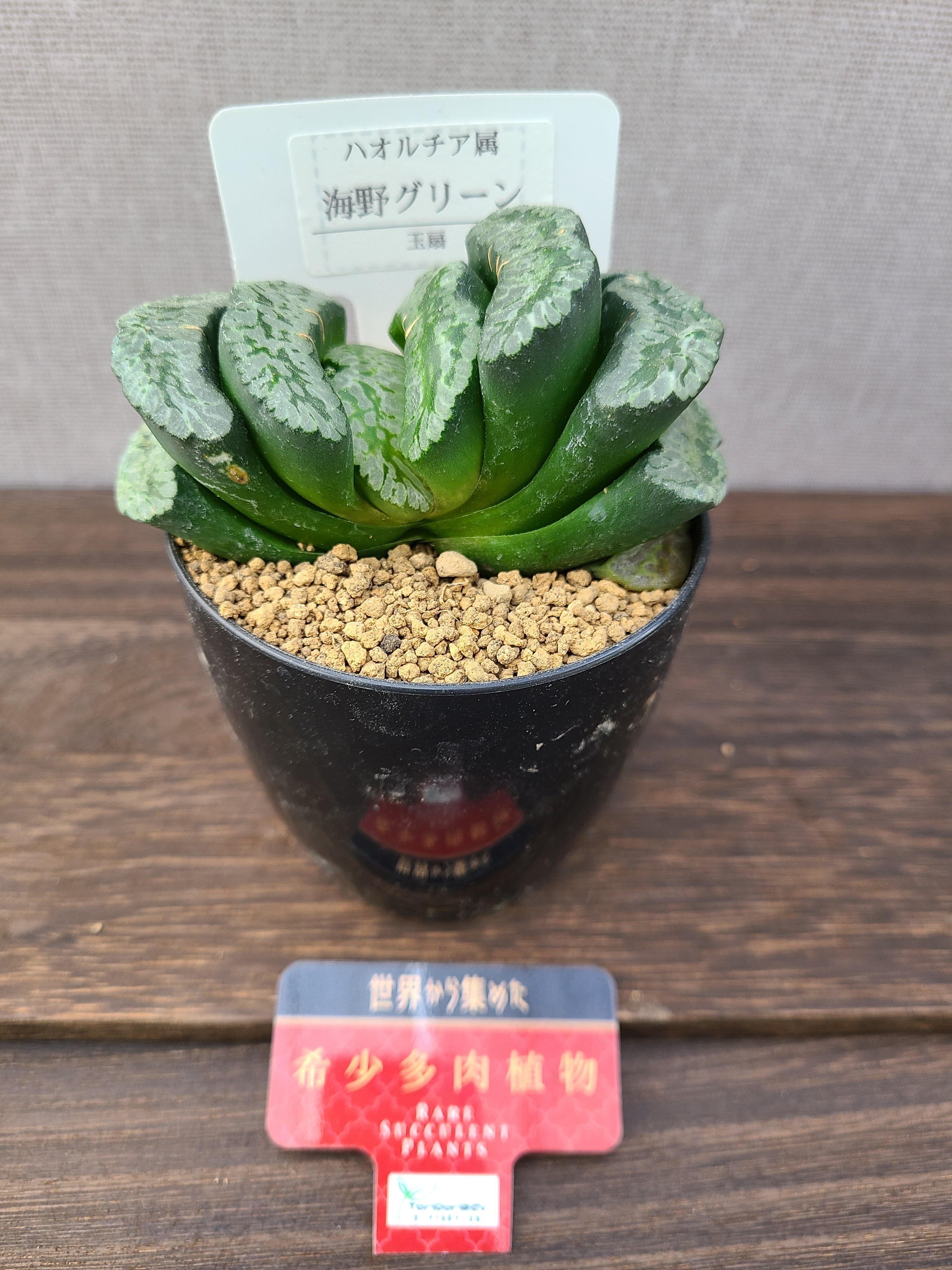 多肉植物 ハオルチア・海ほたる×トリカラー｜花、園芸