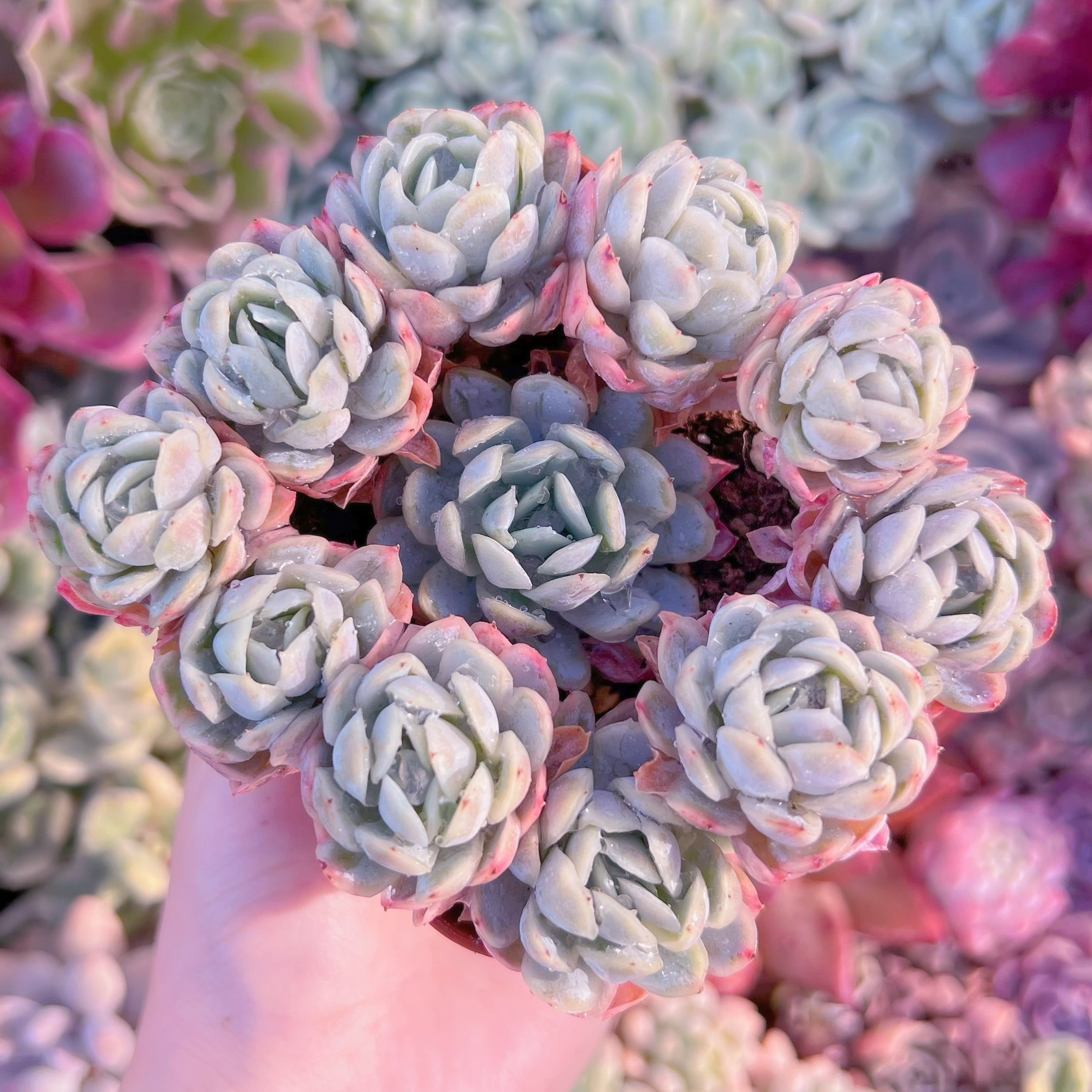 現品　ラズベリーアイス錦#096　群生　るる農園