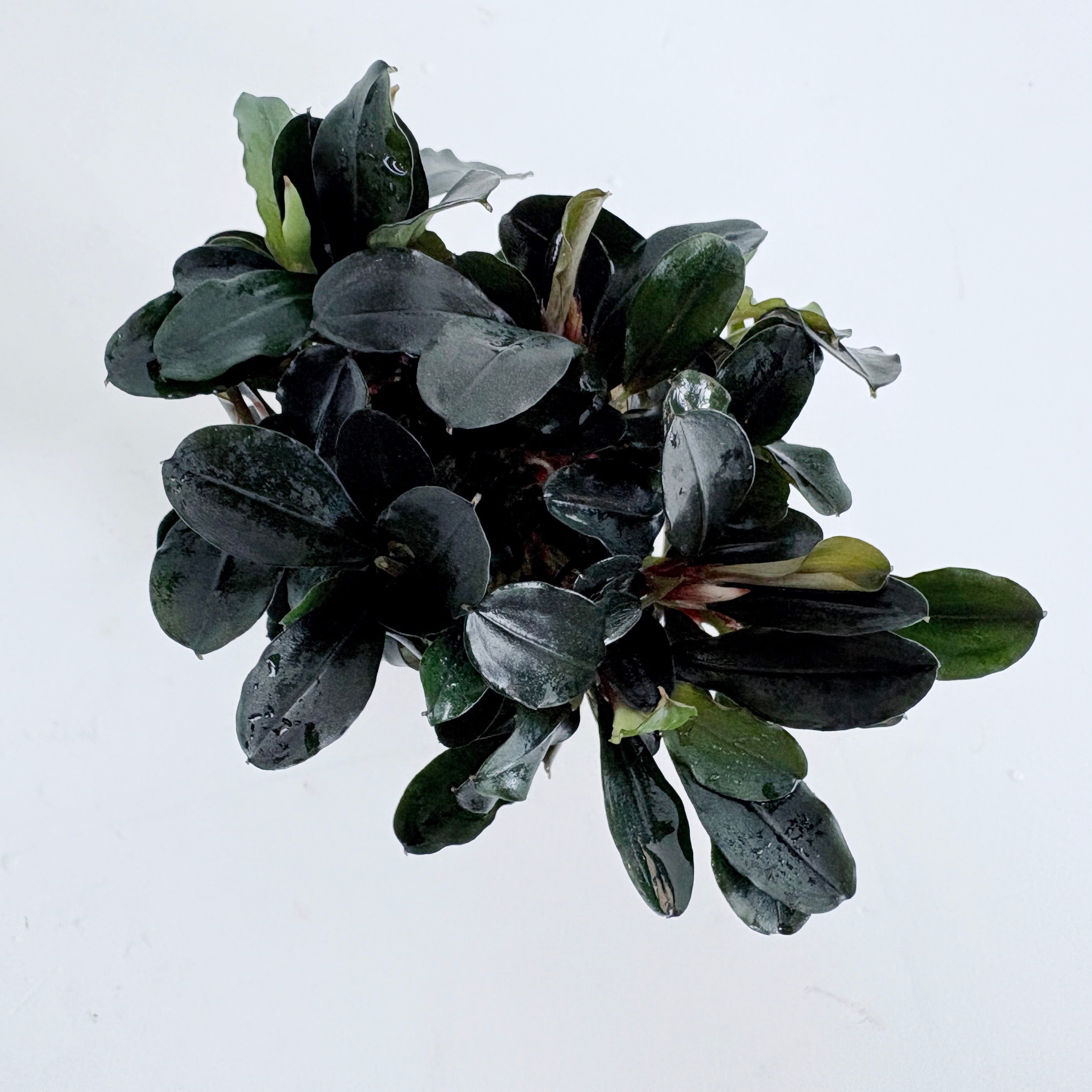 ※専用セット　ブセファランドラ【ティアグリーン】 ブセファランドラ ティアグリーン | 水草,ブセファランドラ | Aquarium