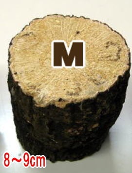 クヌギ・ナラ材 M | 昆虫専門店ホビー倶楽部