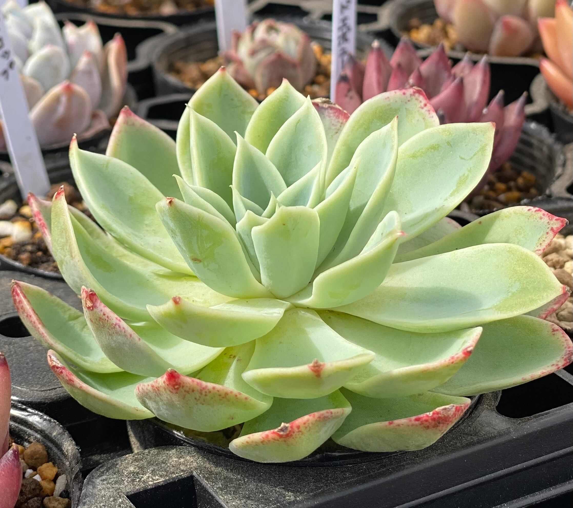 韓国苗 パンジー 多肉植物 | りぃまれ_くく【韓国苗とリメ鉢のお店】