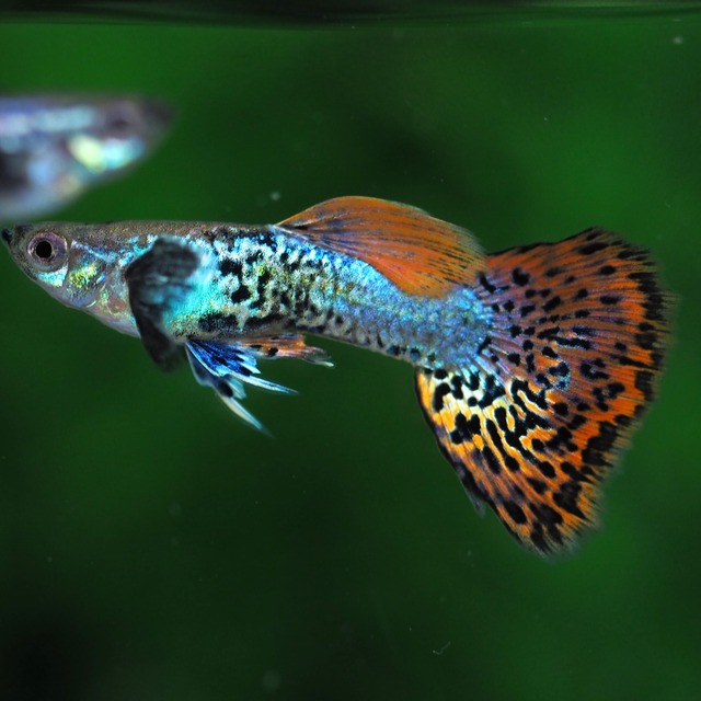 レッドドラゴン 2ペア