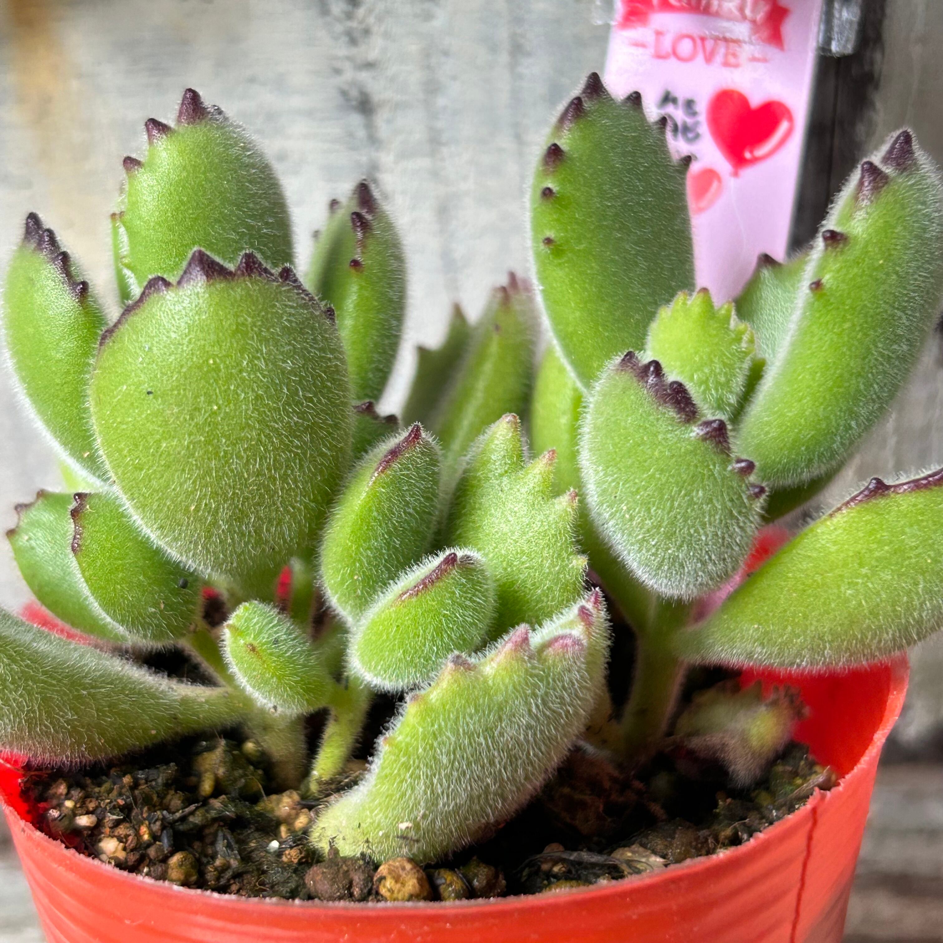 熊童子 多肉植物 熊童子 | 多肉植物専門店Lumière ~ リュミエール ~