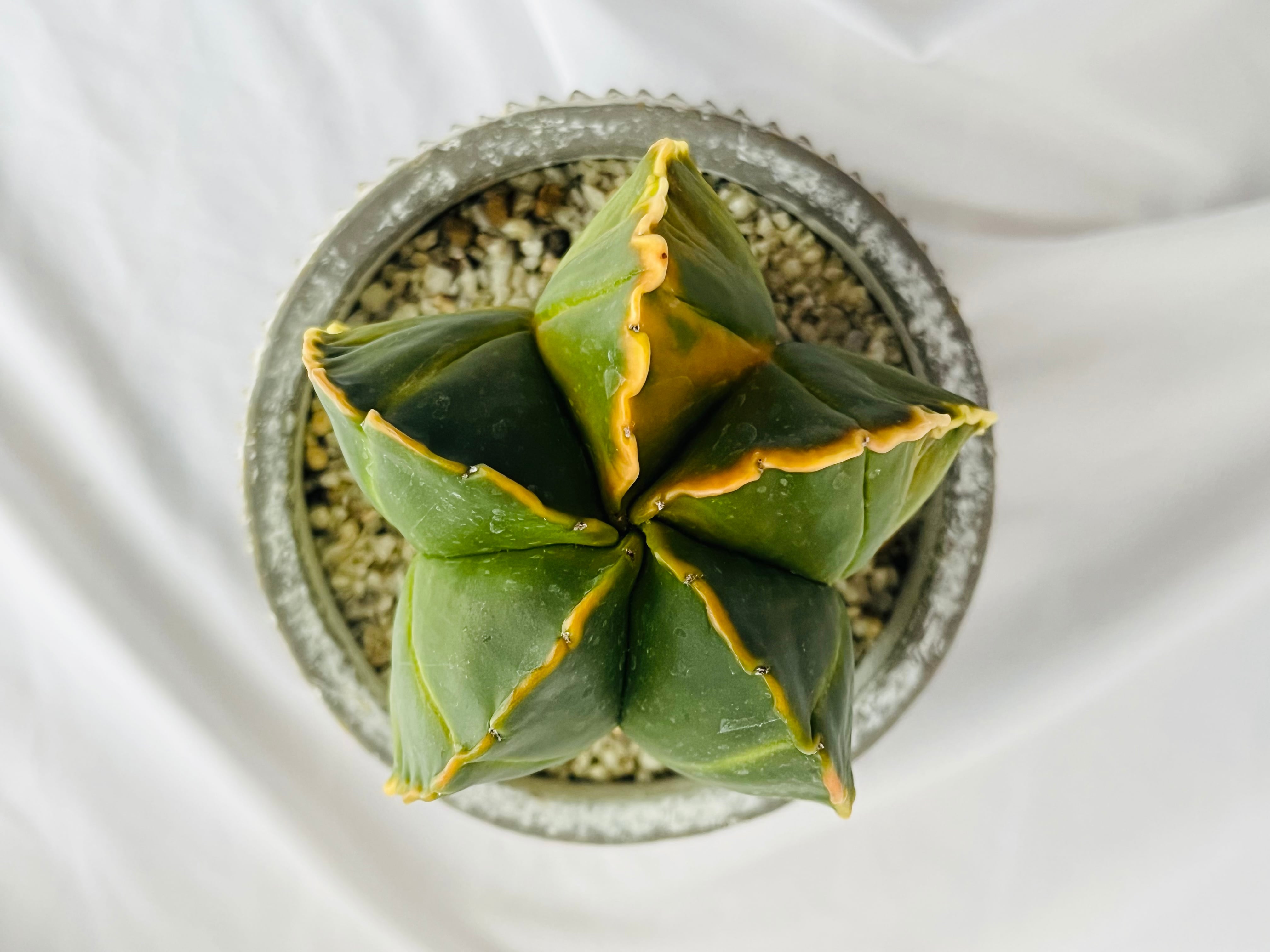 Astrophytum myriostigma アストロフィツム 紅葉ヘキラン 紅葉碧瑠璃